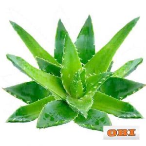 Aloe vera  Ova biljka može pomoći očistiti zrak od zagađivača koji se nalaze u hemijskim sredstvima za čišćenje. Kad količina hemikalija u zraku postane pretjerana, lišće biljke osut će se smeđim tačkicama. Neophodno joj je puno sunčeve svjetlosti.