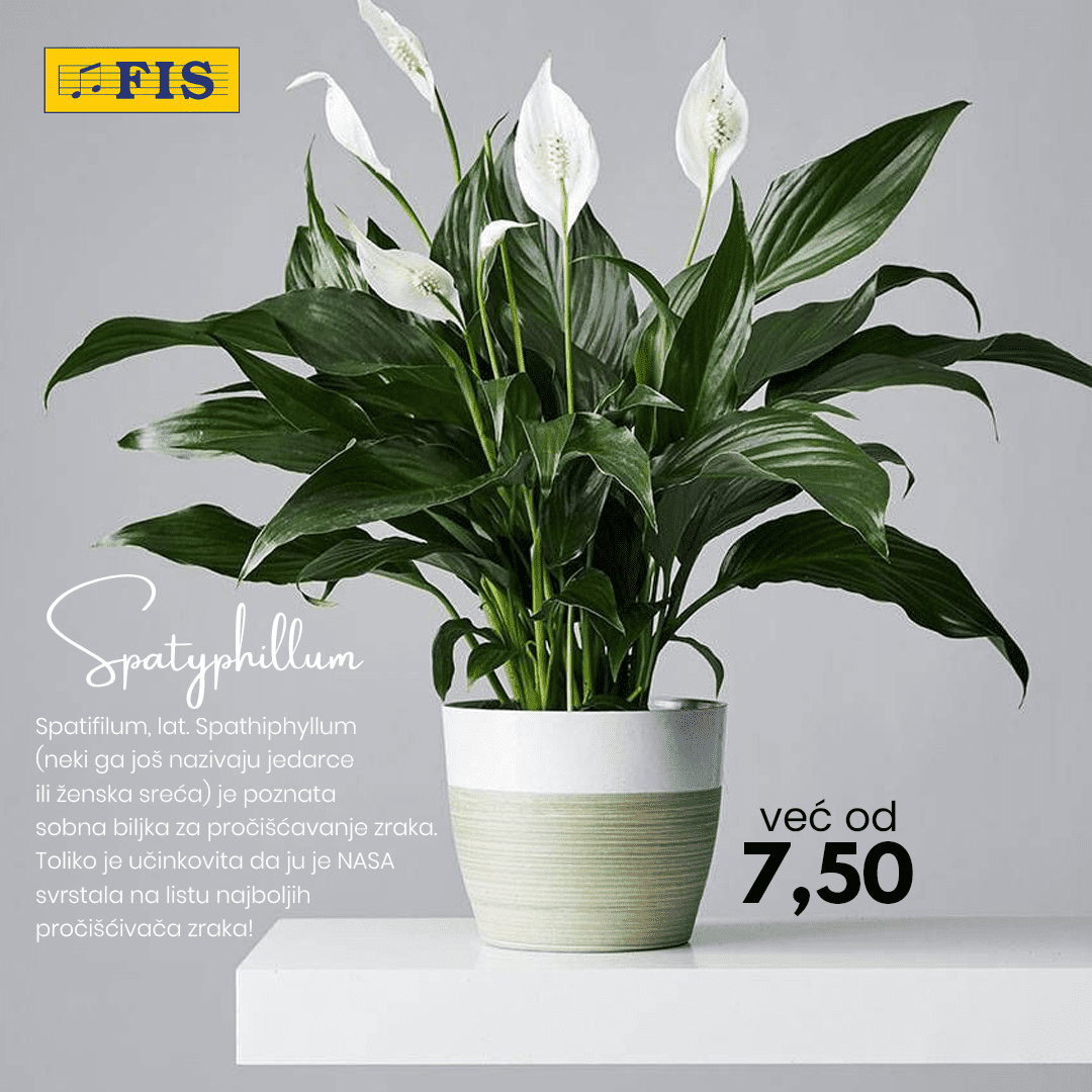 Poklonite cvijeće, poklonite radost... Fis saksijsko cvijeće već od 1,50 KM!  U FIS-ovim centrima potražite najljepše saksijsko cvijeće, pažljivo odabrano za vas i osobe koje volite. 