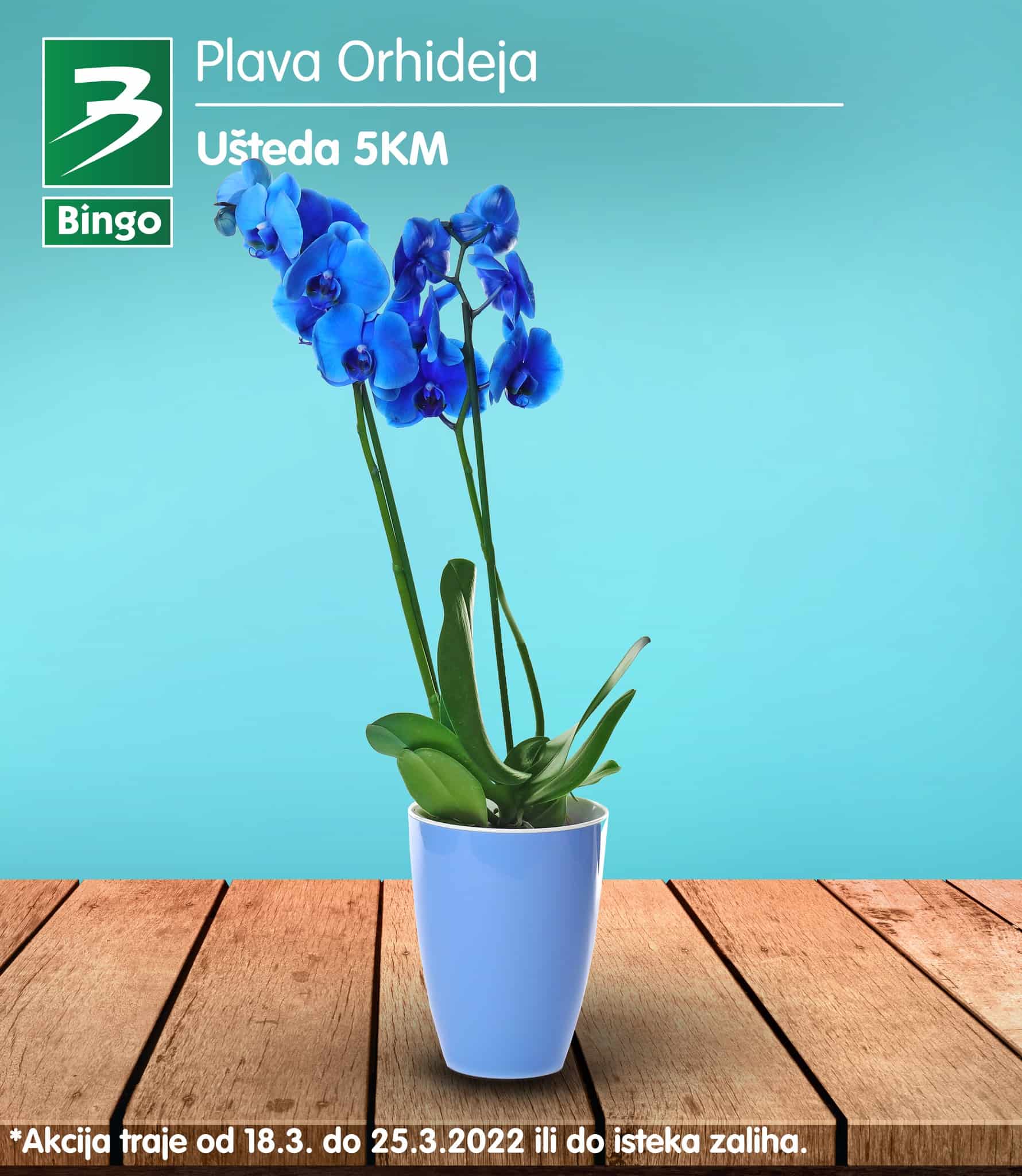 Bing katalog donosi nam ukrasn cvijeće već od 5,95 KM!
