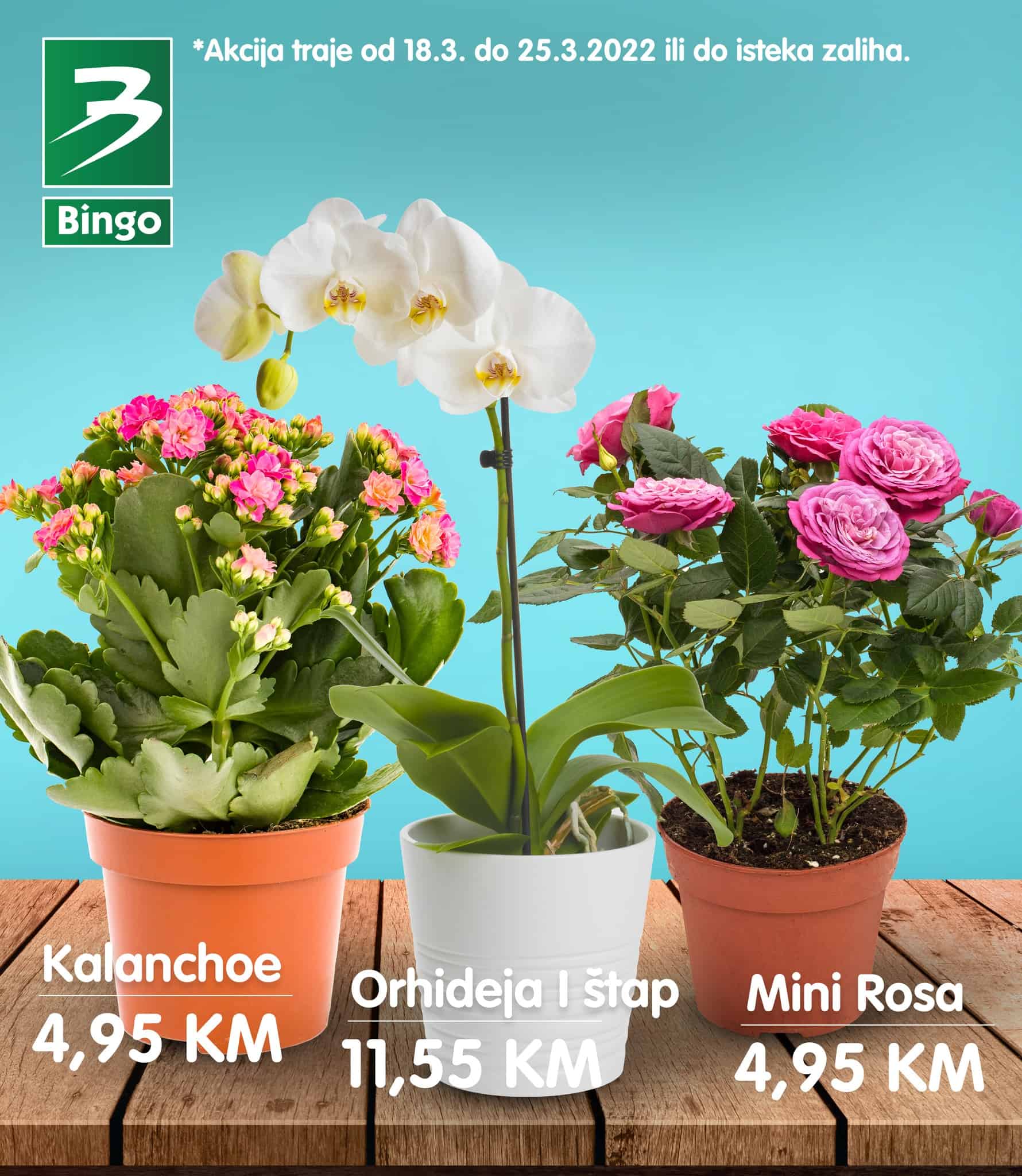 Bing katalog donosi nam ukrasn cvijeće već od 5,95 KM!