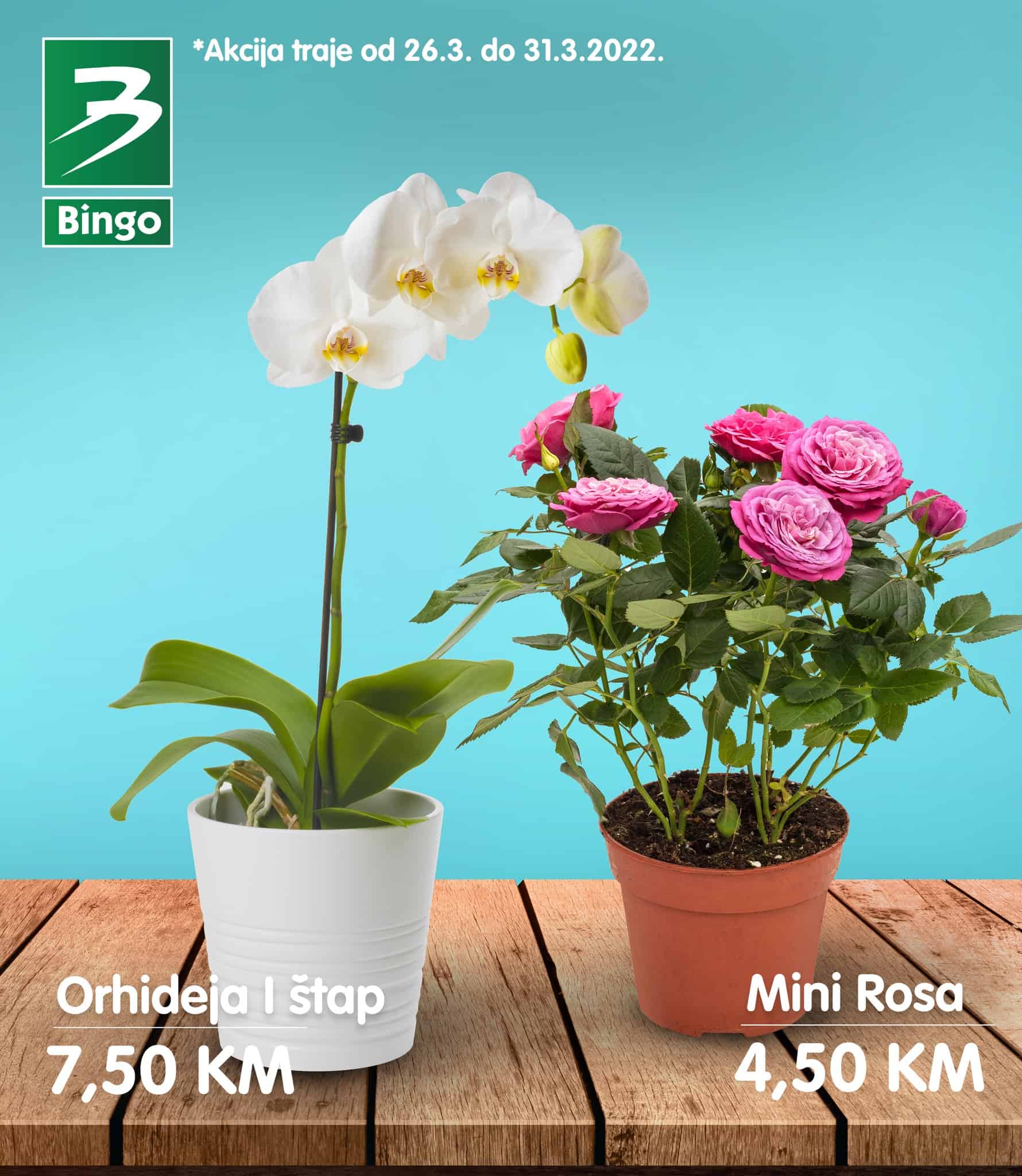 Orhideje samo 7,50 KM Mini Rosa samo 4,50 KM! Bingo super akcija!