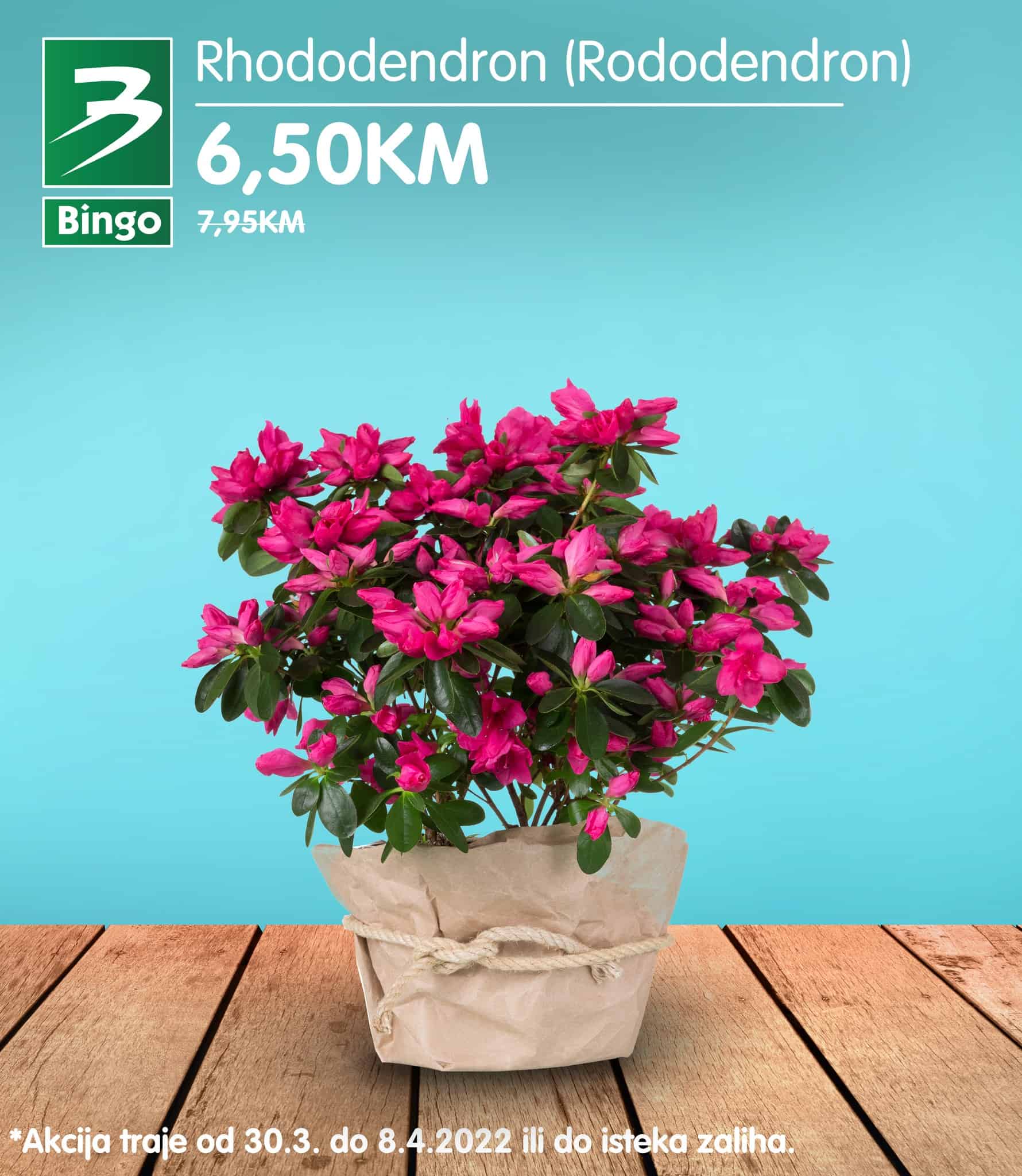 Sobne biljke, sobno cvjece su idealan način da osvježite svoj dom. U periodu 30.03-08.04. u Bingo trgovinama pronađite odličnu ponudu cvijeća po fantastičnim cijenama. Koje cvijeće ti biraš? Jasmin, Kala, Mini Ruža ili Rododendron? 