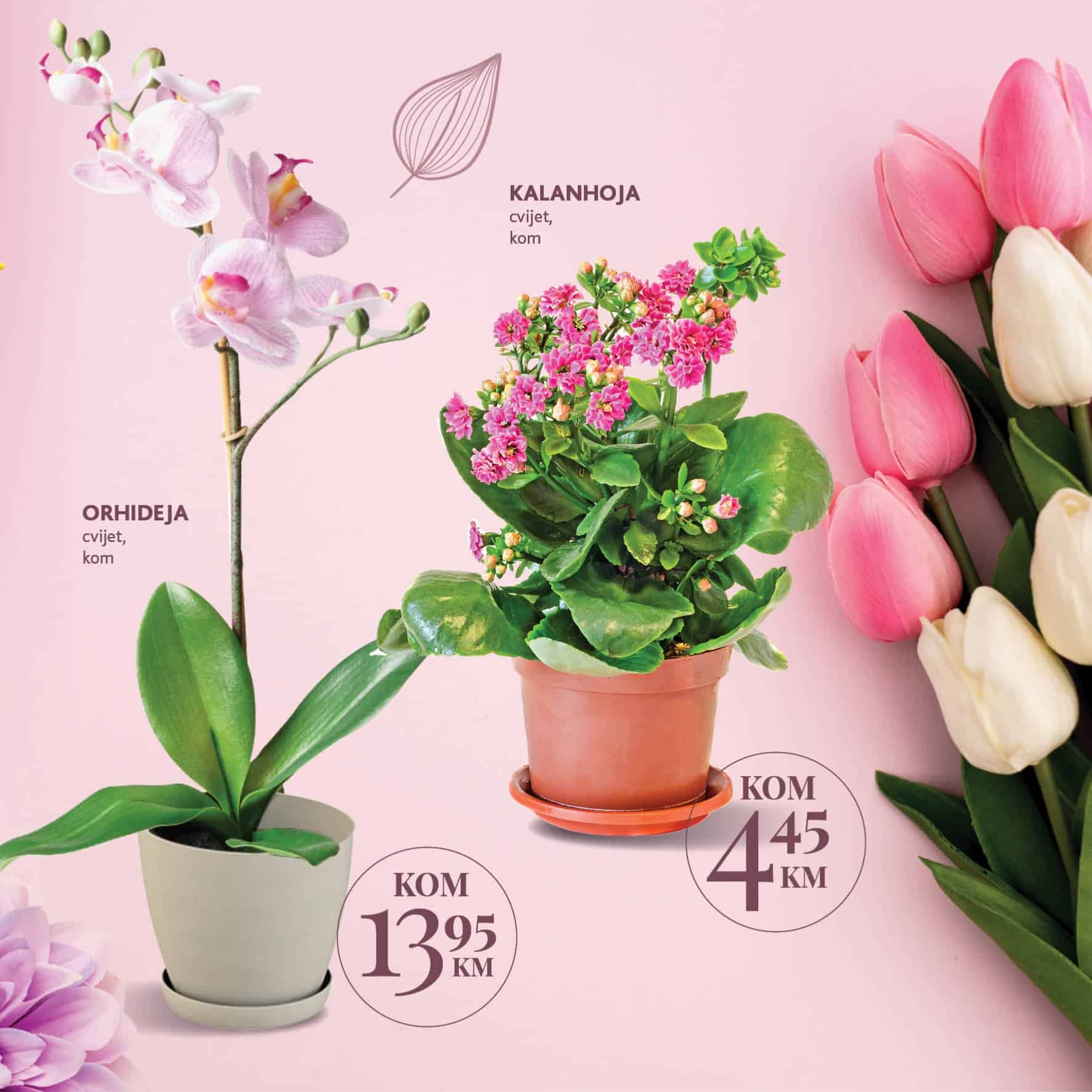 Cvijet je uvijek dobar poklon za 8.mart. Novi Konuzm katalog donosi vam super cijene prelijepog cvijeca u saksijama. 