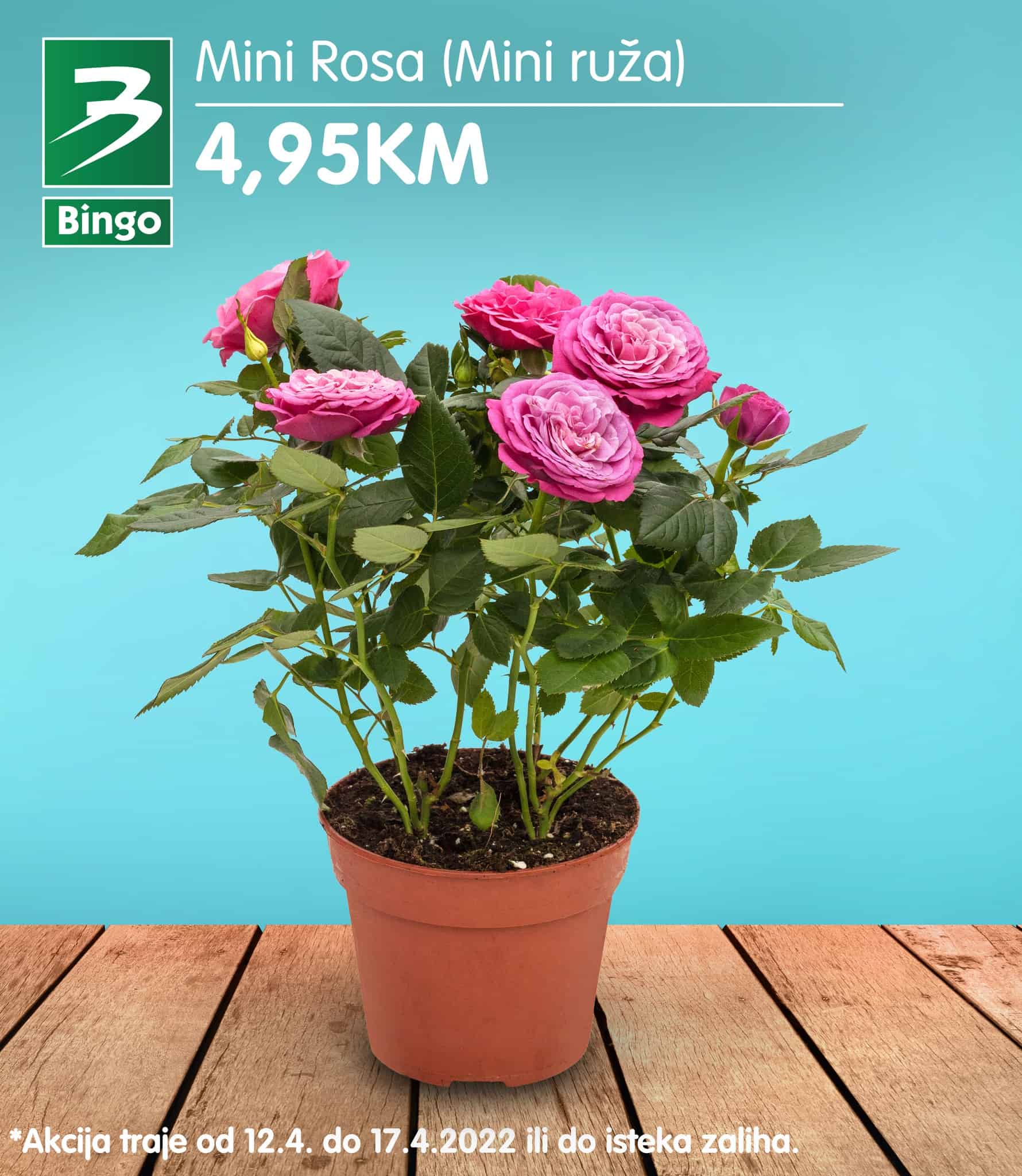 Bingo ukrasno cvijeće 12-17.04.2022.