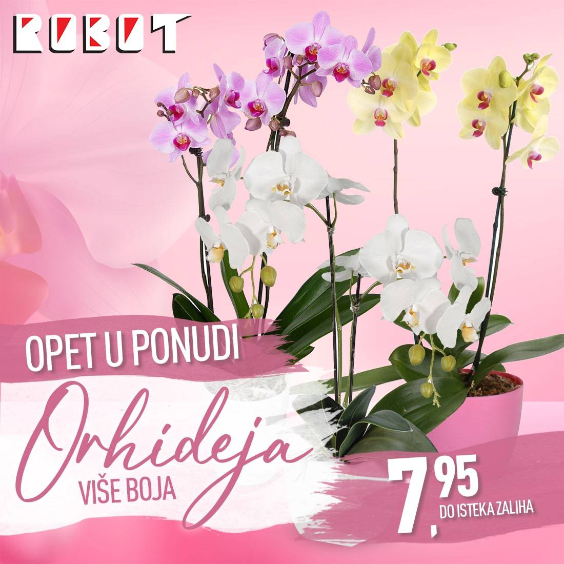 Želite orhideju? U Robotu možete naći orhideje po cijeni 7,95KM.