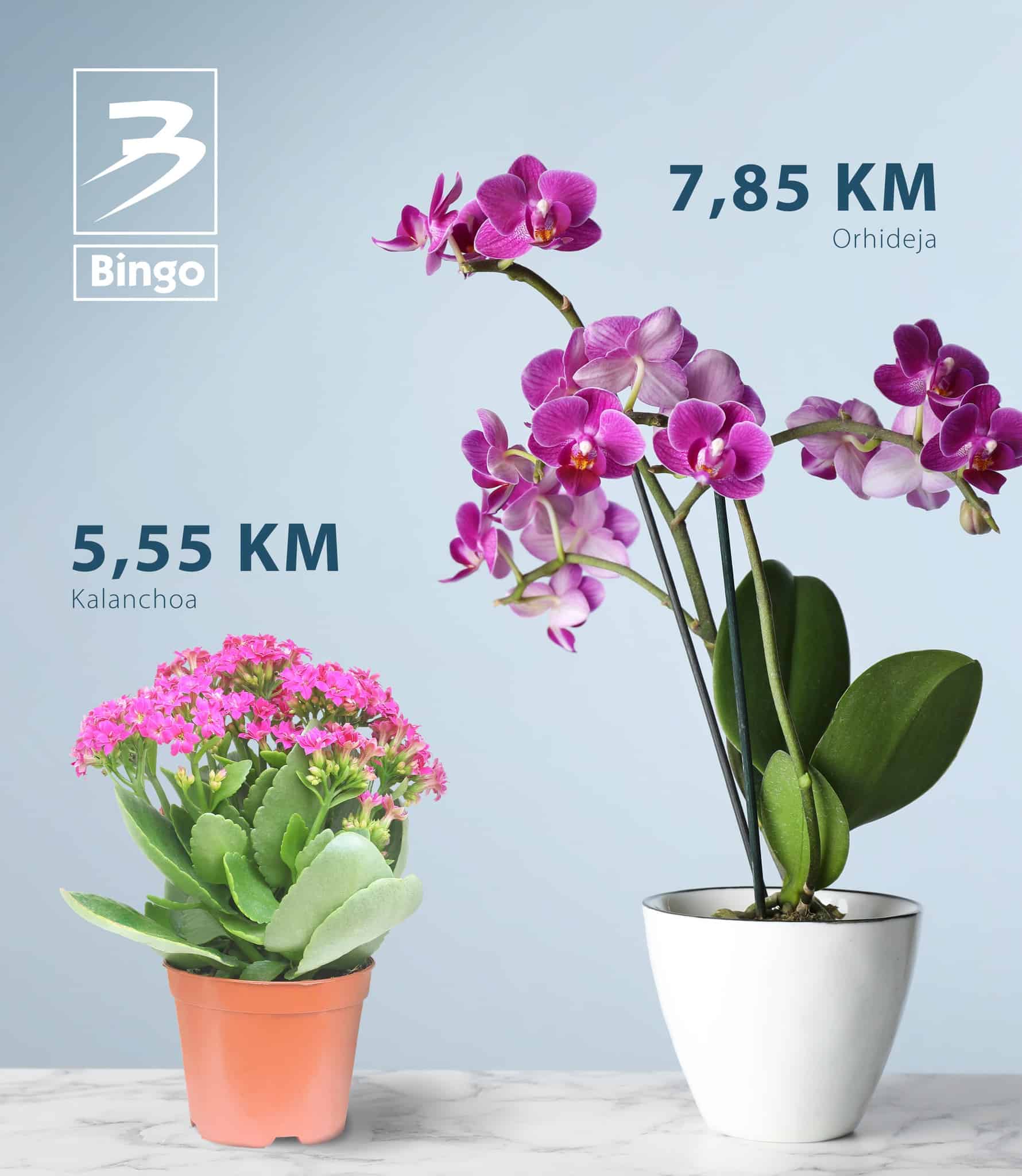 Bingo katalog juli 2022 donosi nam akcijske cijene cvjeca!