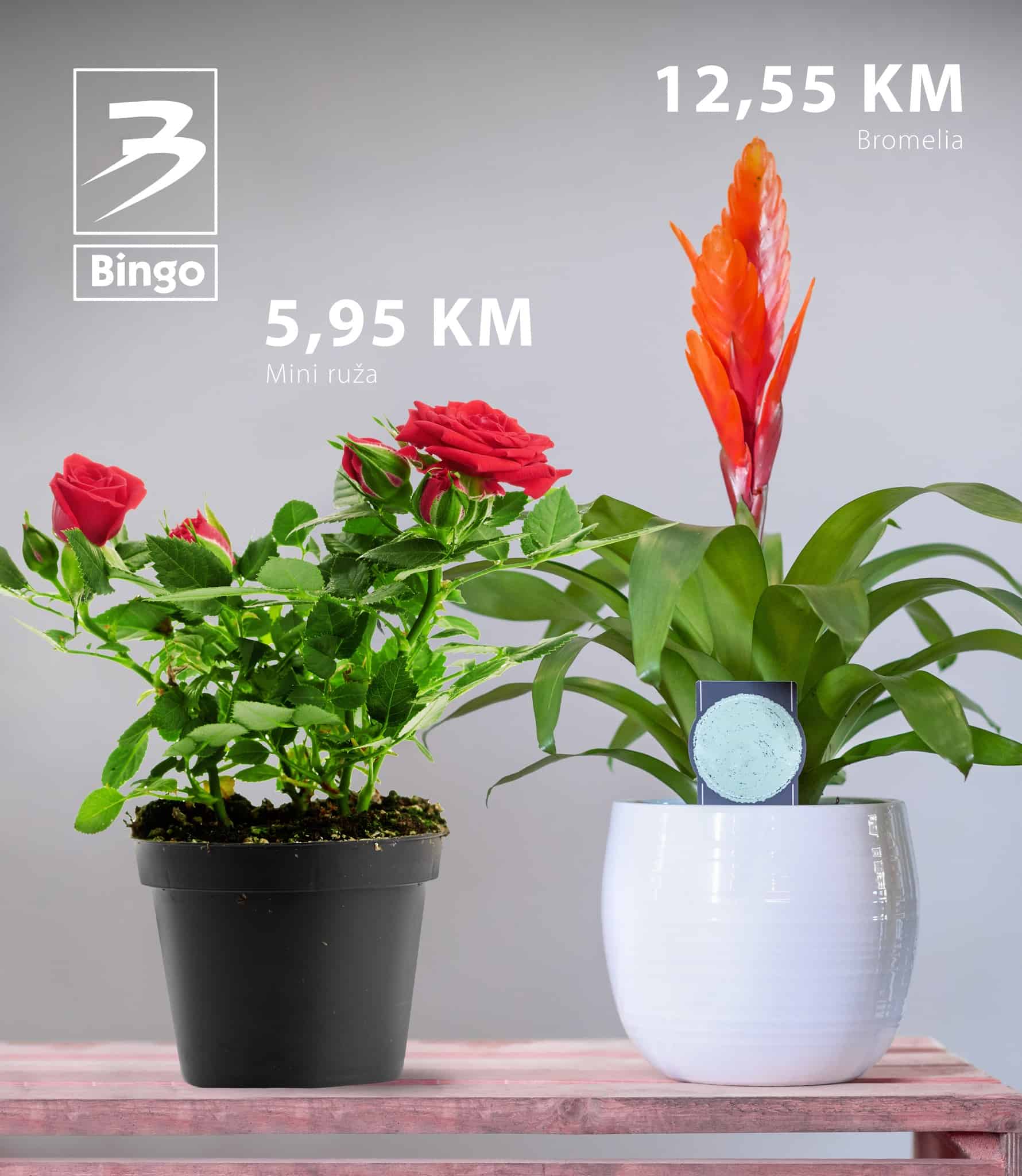 Bingo katalog juli 2022 donosi nam akcijske cijene cvjeca!