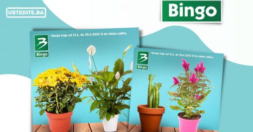 U Bingo prodavnicama ocekuje vas snizenje cvijeca!
