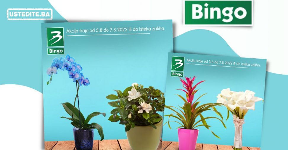 bingo super akcija cvijece! Kupite orhideju, kalu po akcijskim cijenama! Bingo katalog cvijece!
