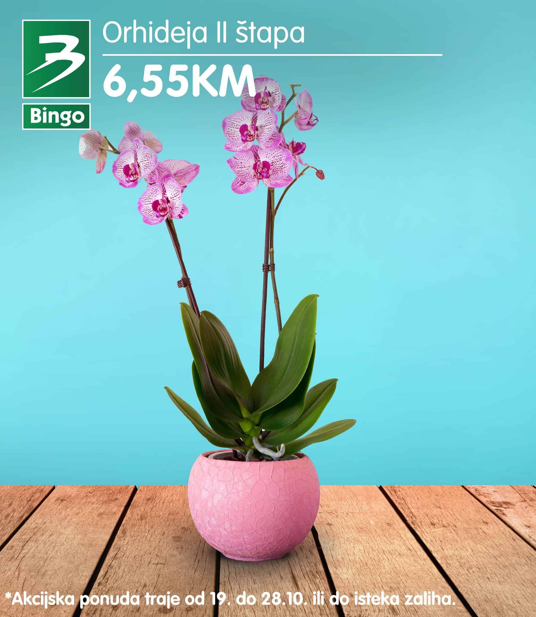 Bingo Orhideja II štapa akcijska cijena samo 6,55 KM