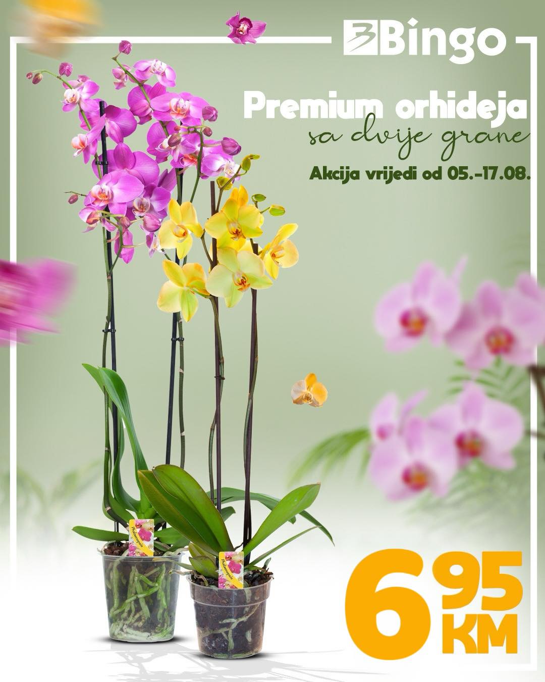 Orhideja samo 6,95 KM
