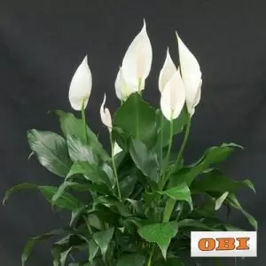 Spathiphyllum  Ova biljka voli neizravnu sunčevu svjetlost i puno vlage, ali ne smije biti na propuhu. Poznati je pročišćivač zraka. Neutralizira i smanjuje više vrsta toksičnih plinova, među kojima su i ugljični monoksid i formaldehid. Treba je temeljito zalijevati i pustiti da se tlo umjereno osuši između zalijevanja toplom vodom.