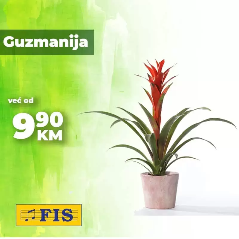 Fis katalog. fis snizenje. fis cvijece