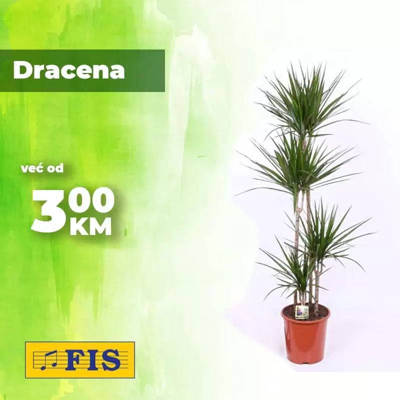 Fis katalog. fis snizenje. fis cvijece