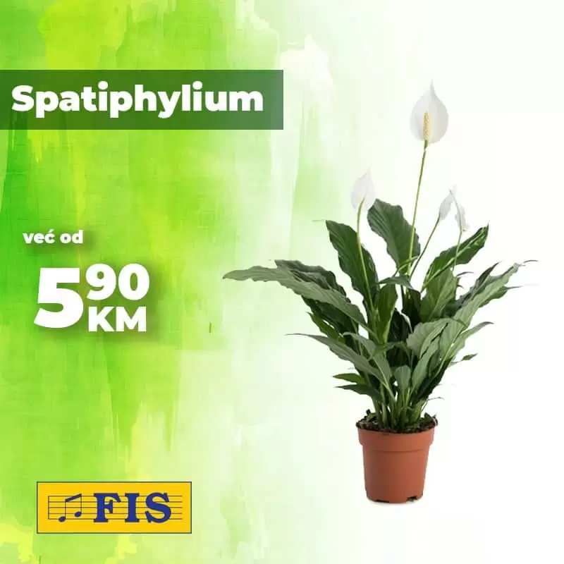 Fis katalog. fis snizenje. fis cvijece