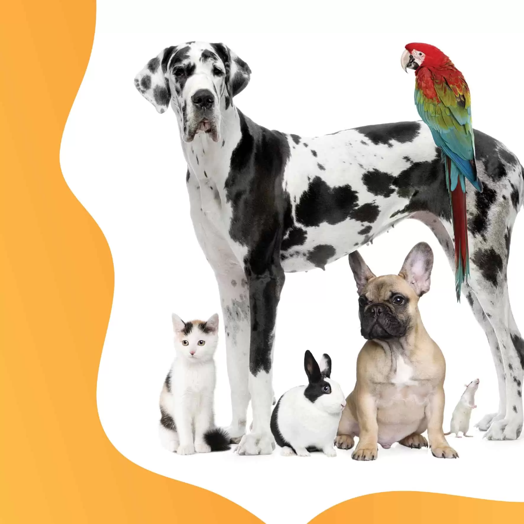 cuko, maca. kucni ljubimci, kakvu hranu vole male. 