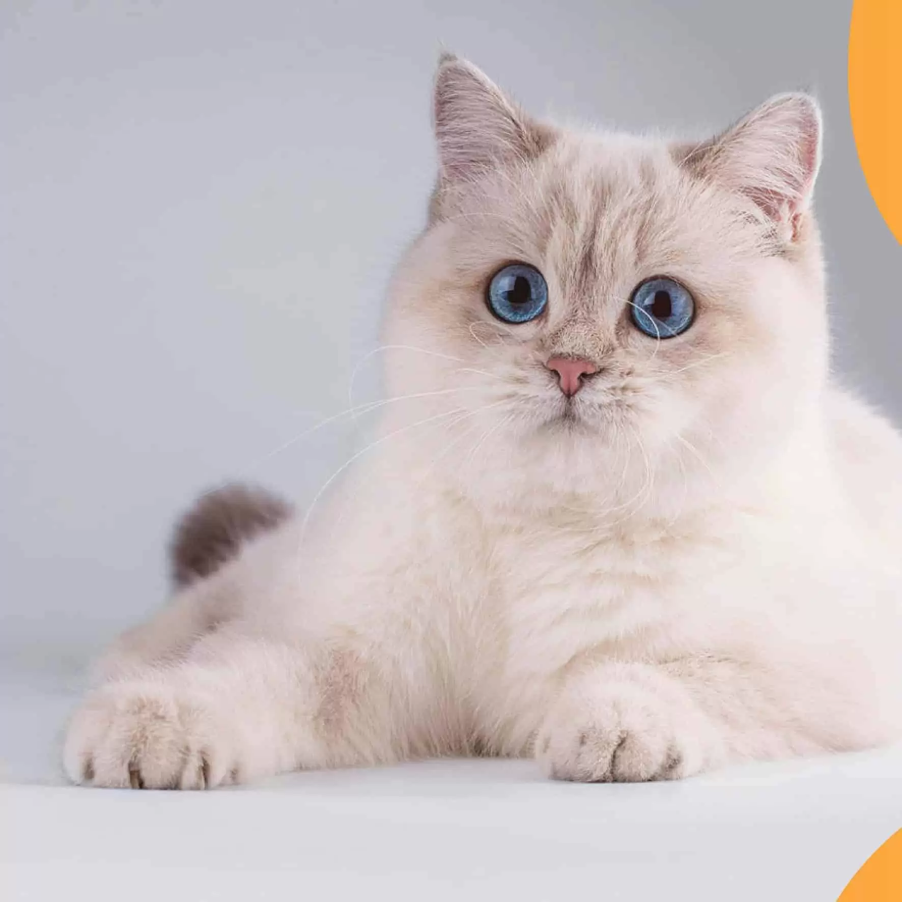 Super ponuda za vaše mezimce u Konzumu! 28.09.- 11.10.2020.