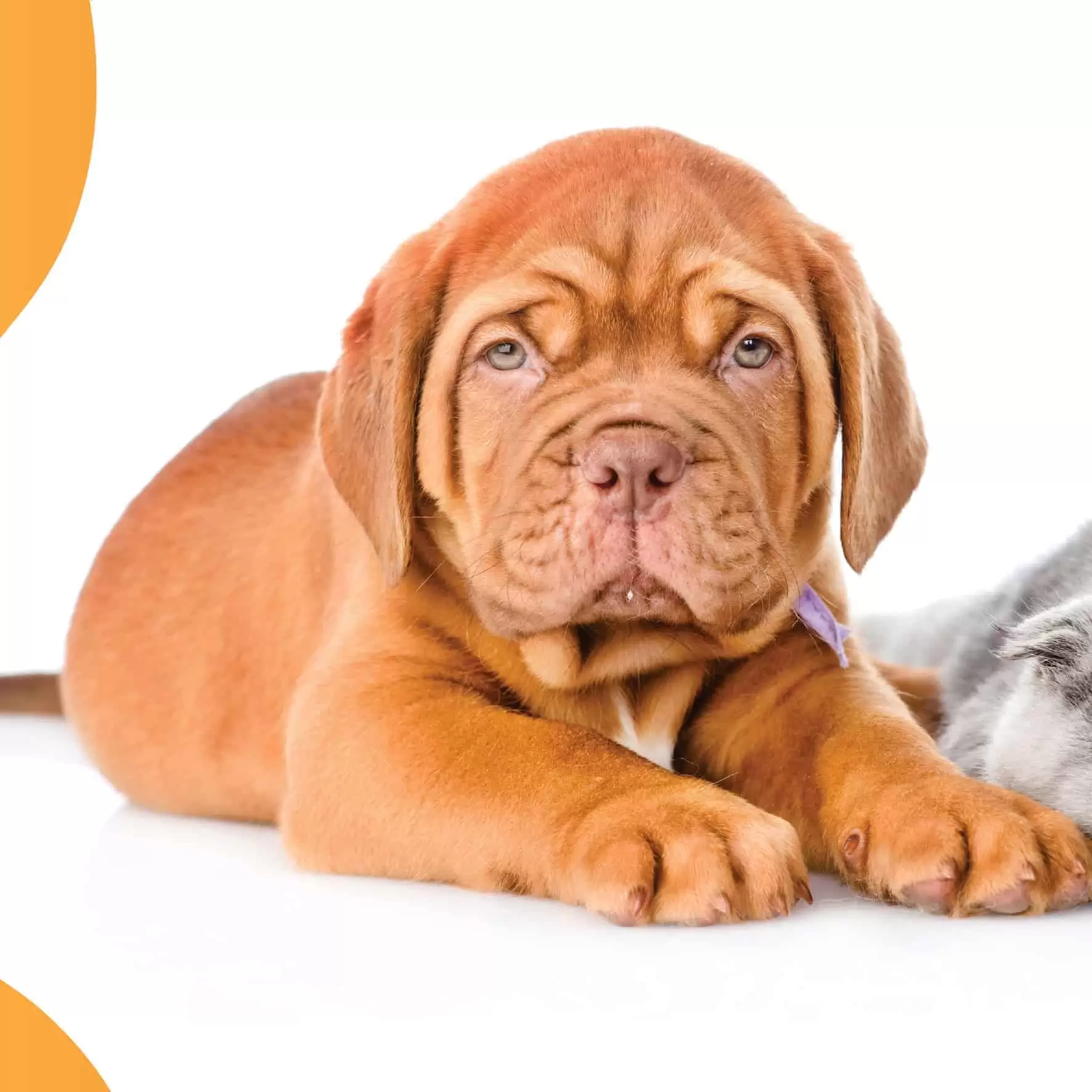 Super ponuda za vaše mezimce u Konzumu! 28.09.- 11.10.2020.