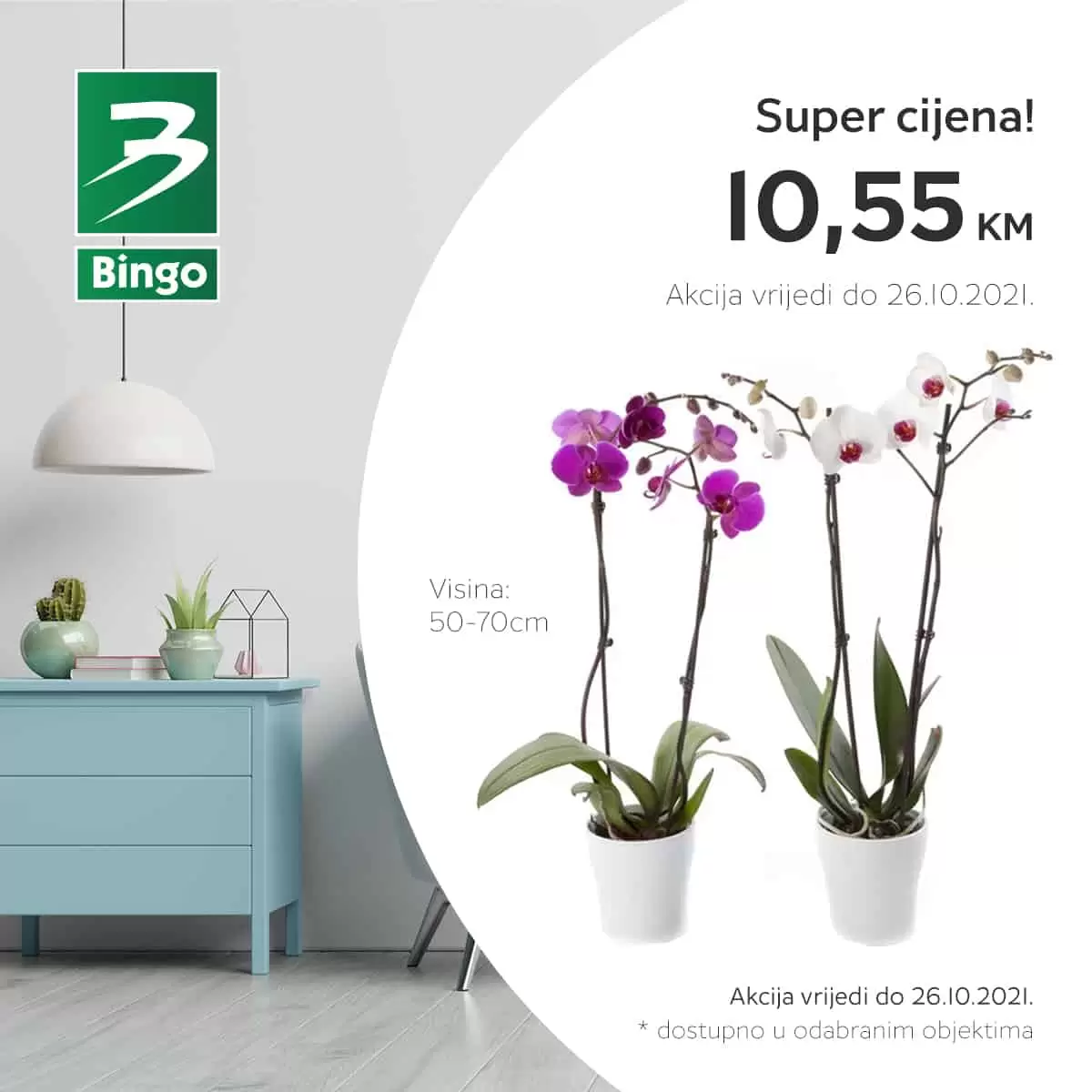 orhideja, orhideja akcija, orhideja cijena, orhideja snizenje