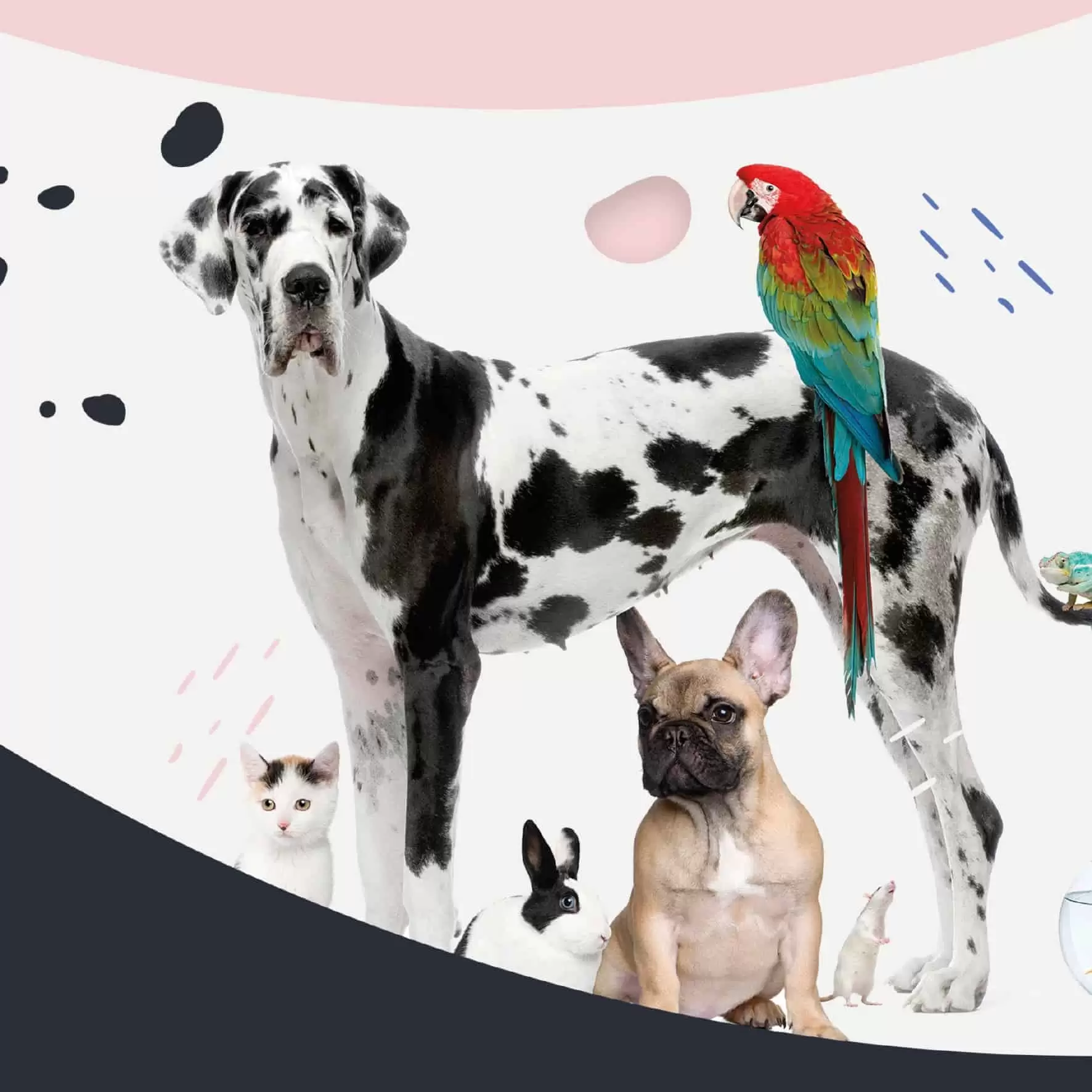 kucni ljubimci, hrana za kucne ljubimce, pas, macka, papagaj