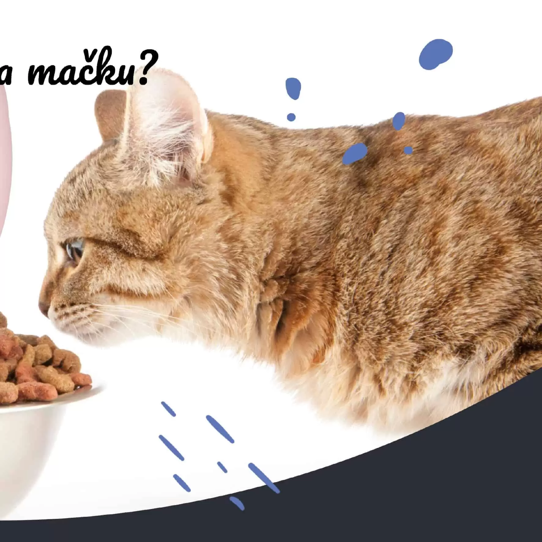 Kak odabrati suhu hranu za macku