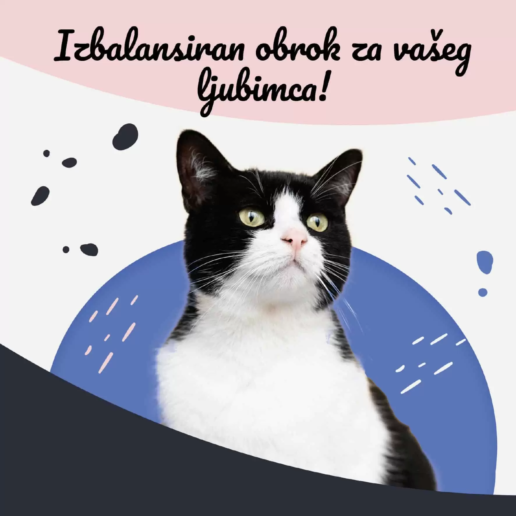 Izbalansiran brok za vaseg ljubimca. kucni ljubimci