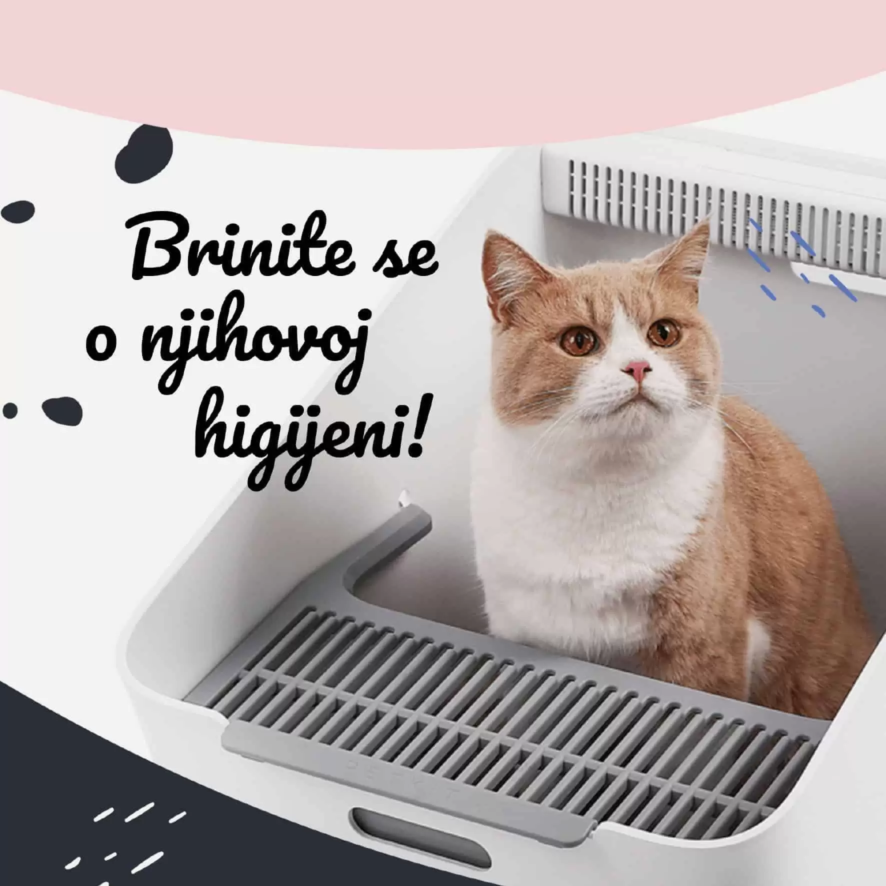 higijena mace, higijena macke