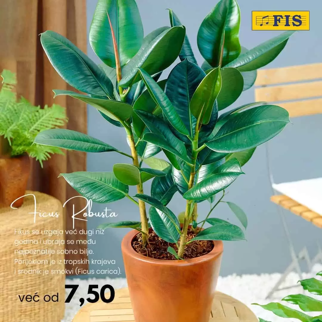 Poklonite cvijeće, poklonite radost... Fis saksijsko cvijeće već od 1,50 KM!  U FIS-ovim centrima potražite najljepše saksijsko cvijeće, pažljivo odabrano za vas i osobe koje volite. 