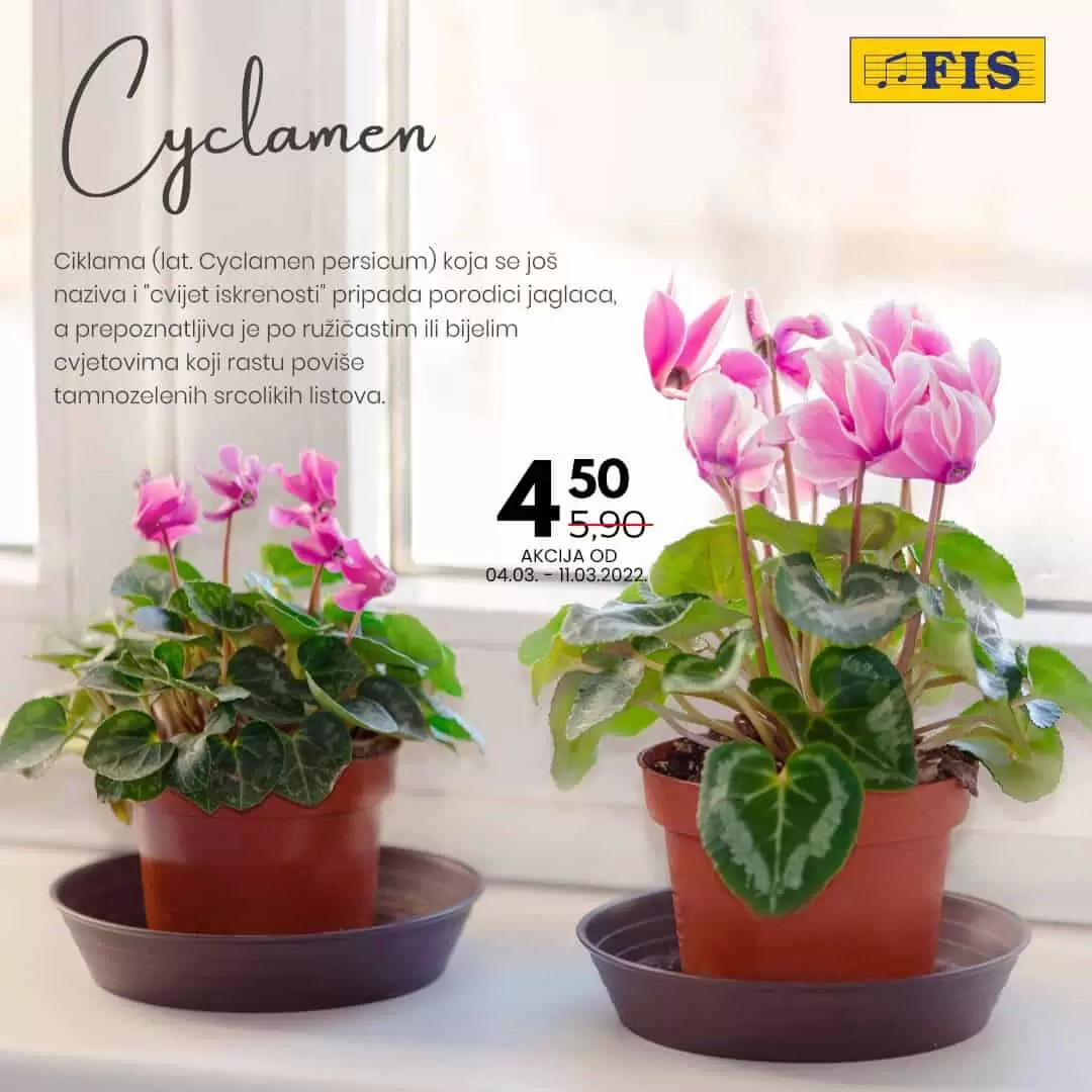 Poklonite cvijeće, poklonite radost... Fis saksijsko cvijeće već od 1,50 KM!  U FIS-ovim centrima potražite najljepše saksijsko cvijeće, pažljivo odabrano za vas i osobe koje volite. 