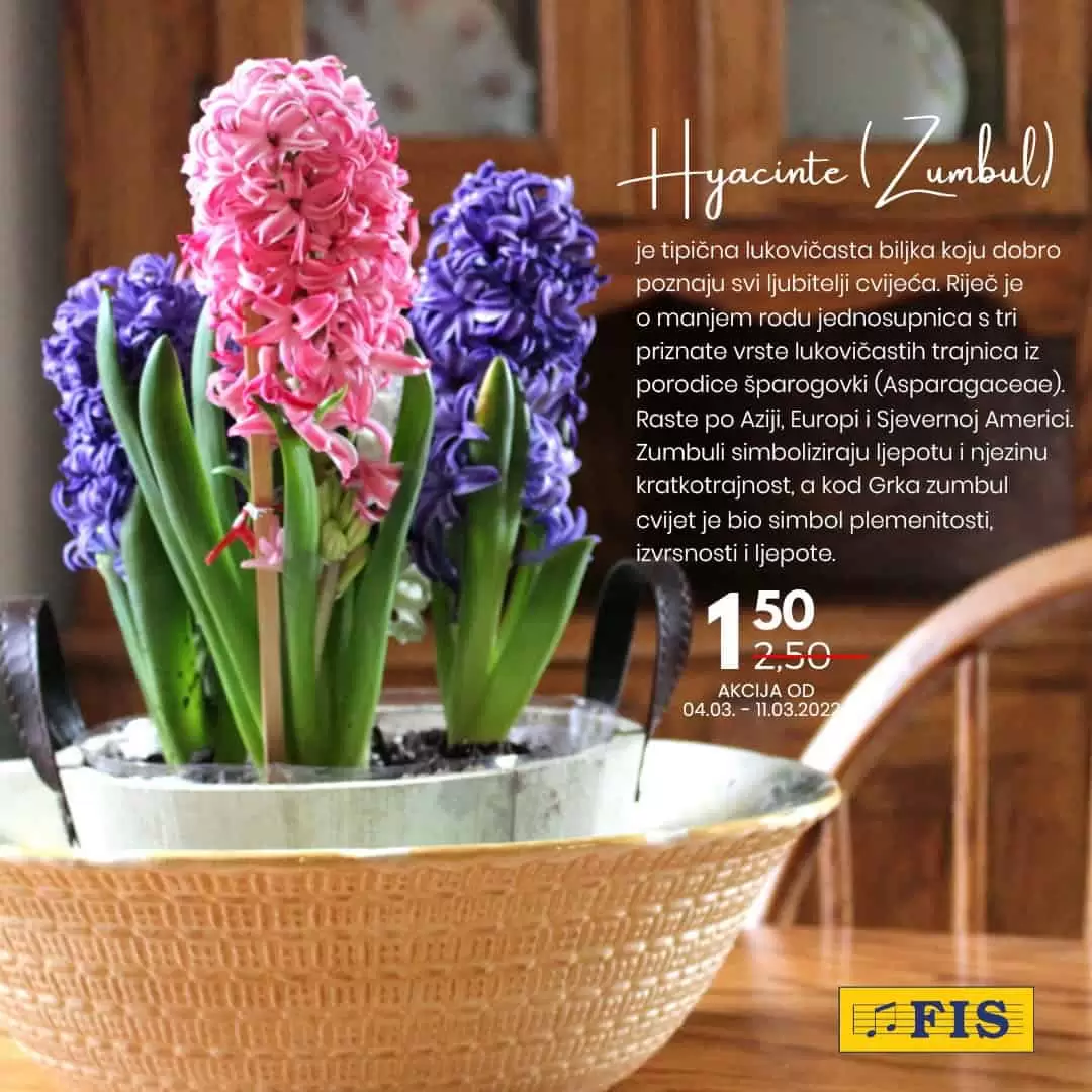 Poklonite cvijeće, poklonite radost... Fis saksijsko cvijeće već od 1,50 KM!  U FIS-ovim centrima potražite najljepše saksijsko cvijeće, pažljivo odabrano za vas i osobe koje volite. 