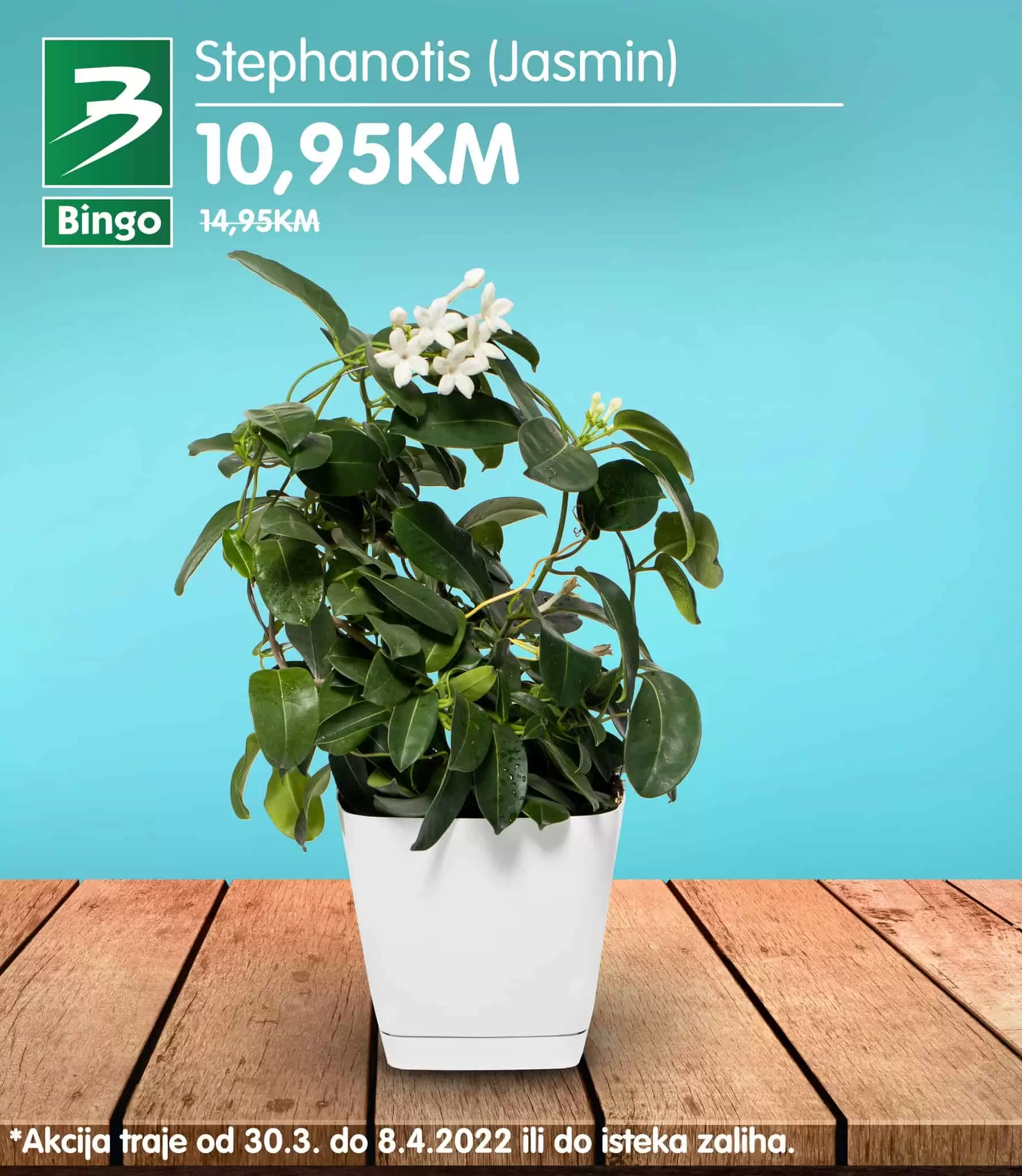 Sobne biljke, sobno cvjece su idealan način da osvježite svoj dom. U periodu 30.03-08.04. u Bingo trgovinama pronađite odličnu ponudu cvijeća po fantastičnim cijenama. Koje cvijeće ti biraš? Jasmin, Kala, Mini Ruža ili Rododendron? 