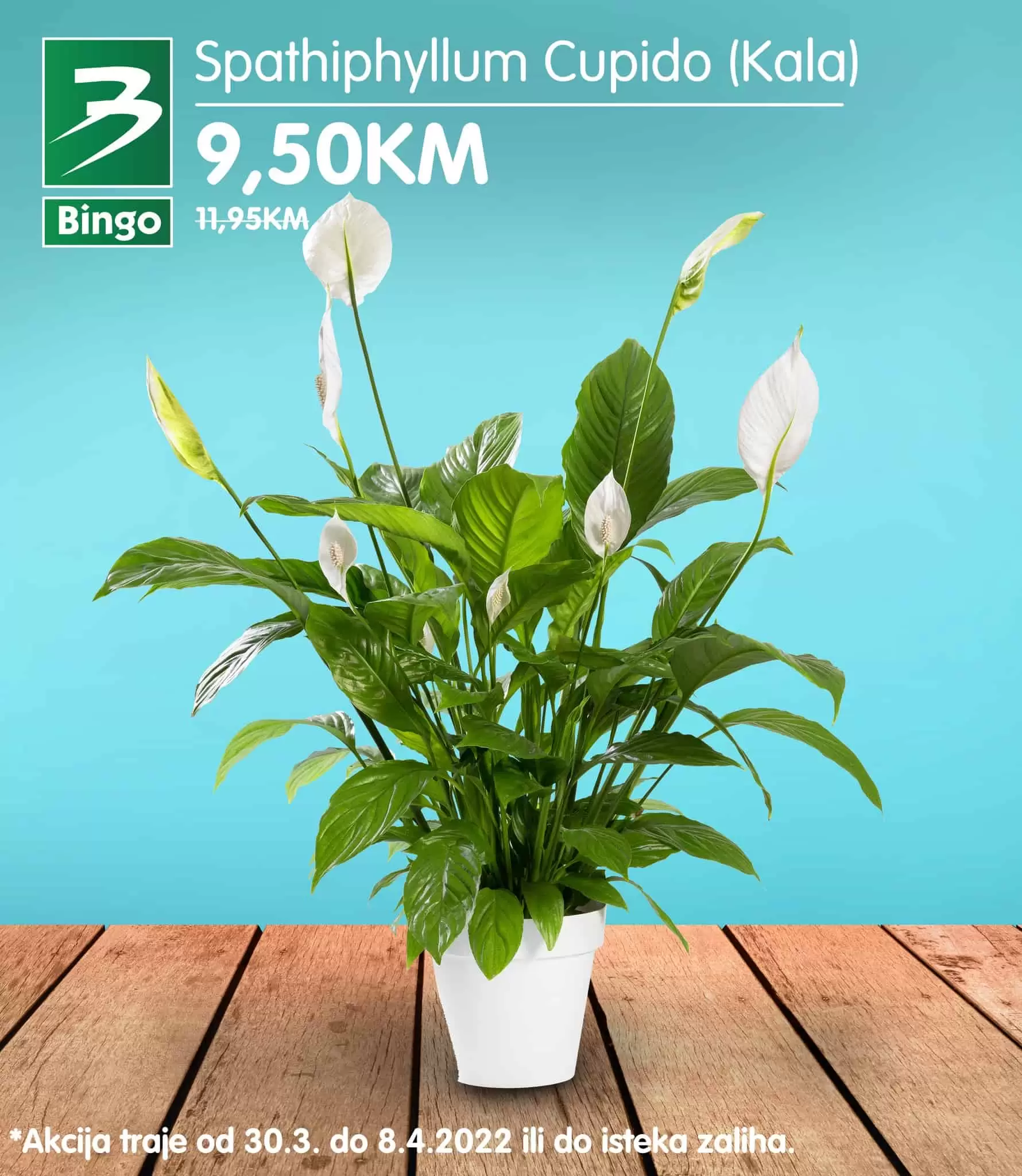Sobne biljke, sobno cvjece su idealan način da osvježite svoj dom. U periodu 30.03-08.04. u Bingo trgovinama pronađite odličnu ponudu cvijeća po fantastičnim cijenama. Koje cvijeće ti biraš? Jasmin, Kala, Mini Ruža ili Rododendron? 