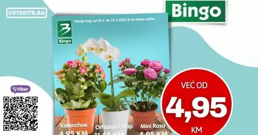 Bingo katalog donosi nam ukrasn cvijeće već od 5,95 KM!