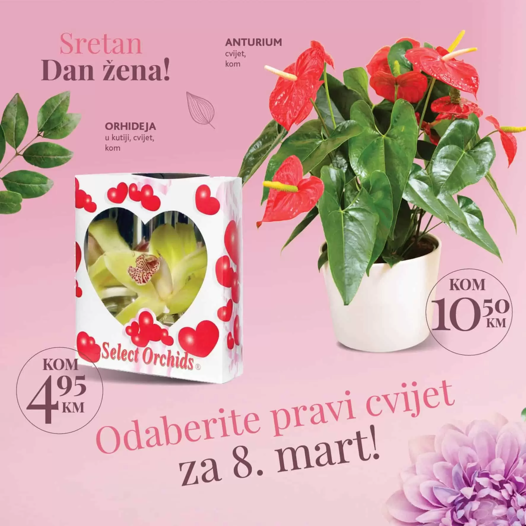 Cvijet je uvijek dobar poklon za 8.mart. Novi Konuzm katalog donosi vam super cijene prelijepog cvijeca u saksijama. 