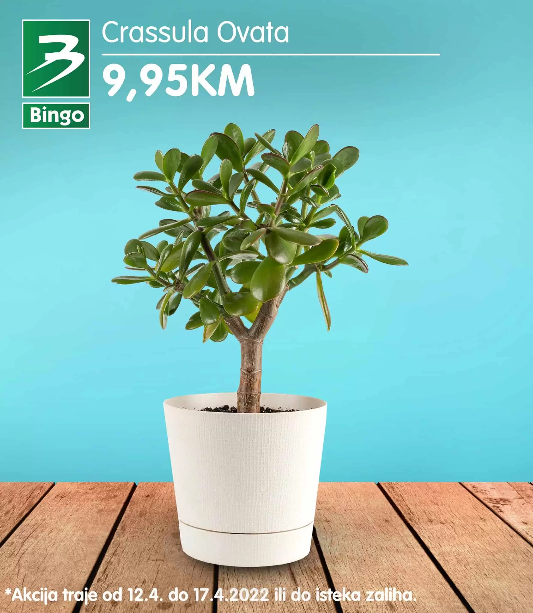 Bingo ukrasno cvijeće 12-17.04.2022.