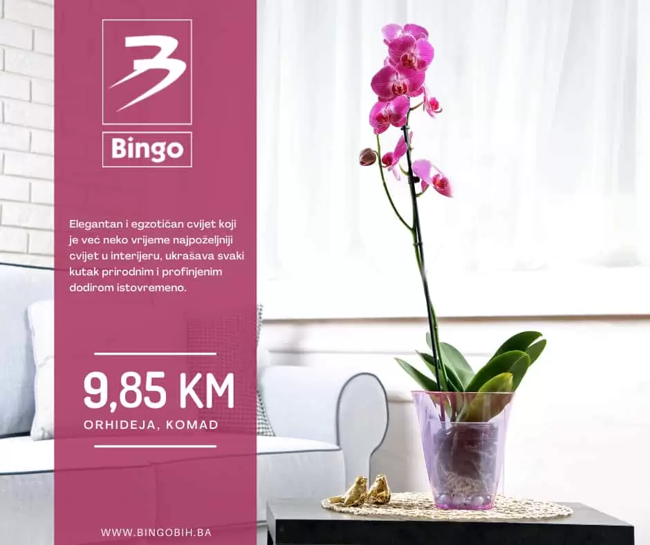 Sniženje orhideja u Bingo marketima. Kupite orhideju u Bingo marketima za samo 9,85 KM!