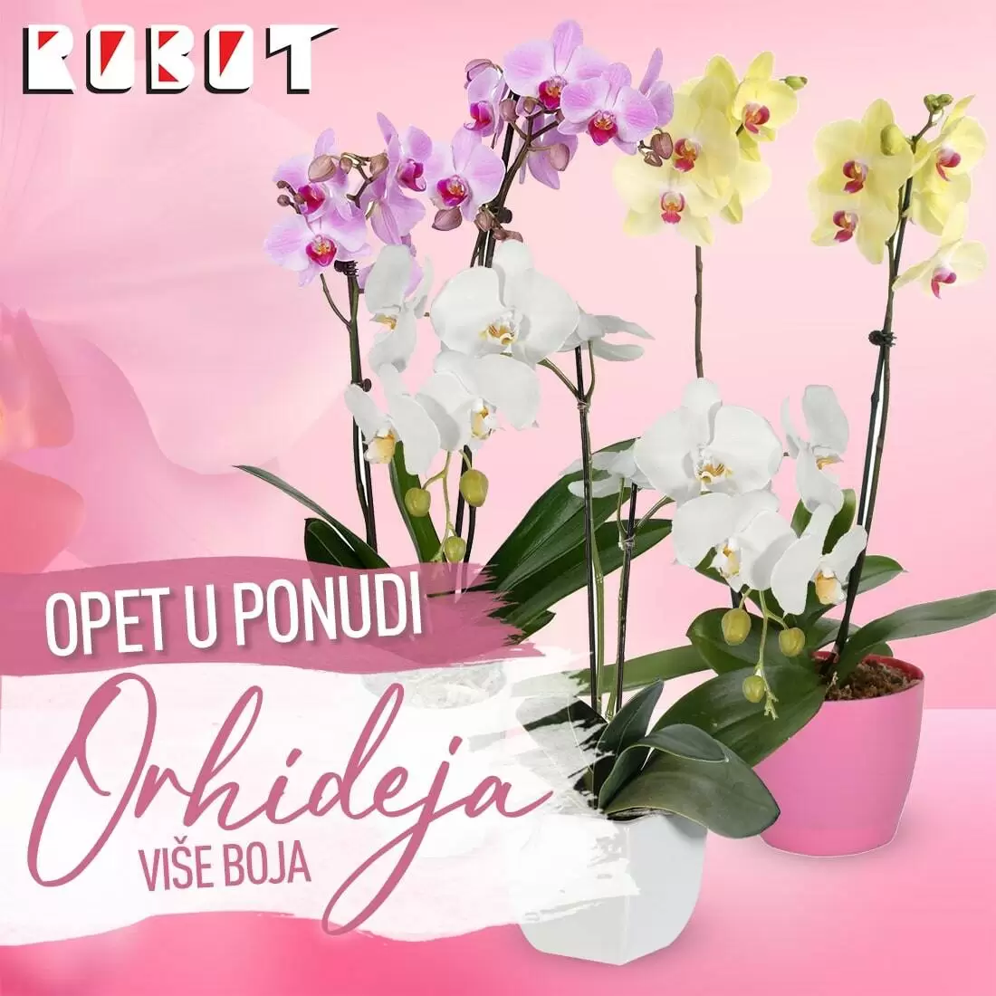 Volite ORHIDEJE? Robot nam donosi odličnu ponudu, maj 2022. 