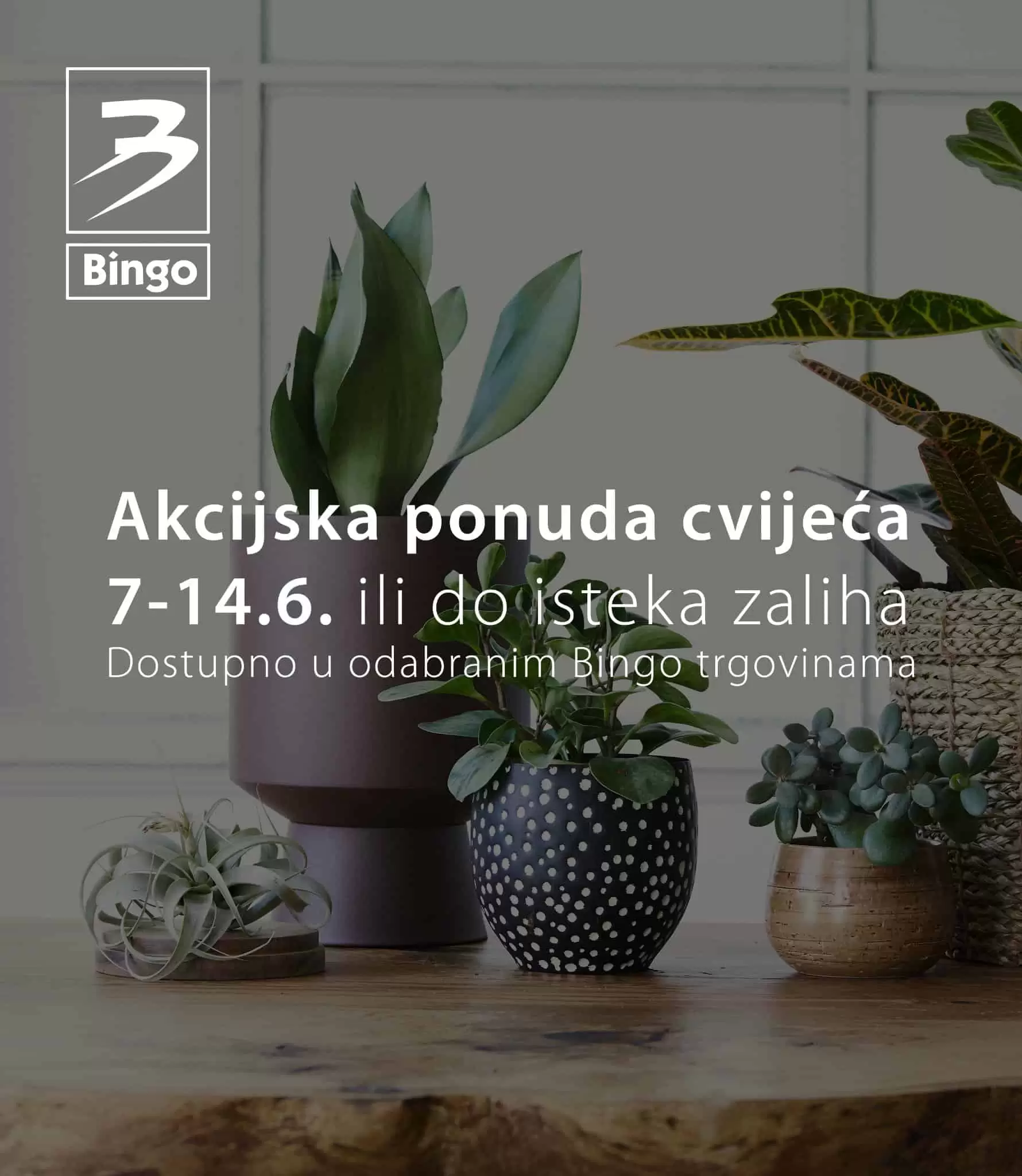 Bingo katalog juli 2022 donosi nam akcijske cijene cvjeca!