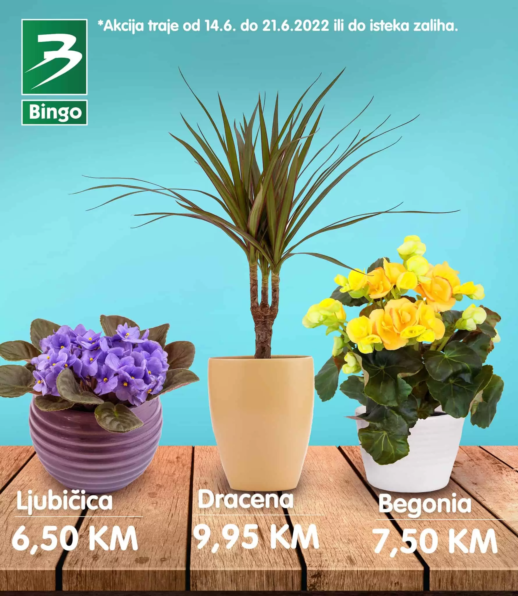 BINGO ▷【akcija CVIJECE】 JUNI 2022 katalog snizenja do 21.06.2022.