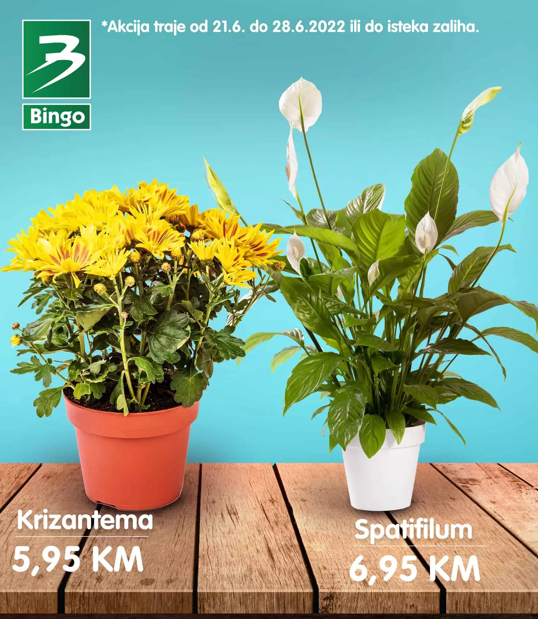 U Bingo prodavnicama ocekuje vas snizenje cvijeca!