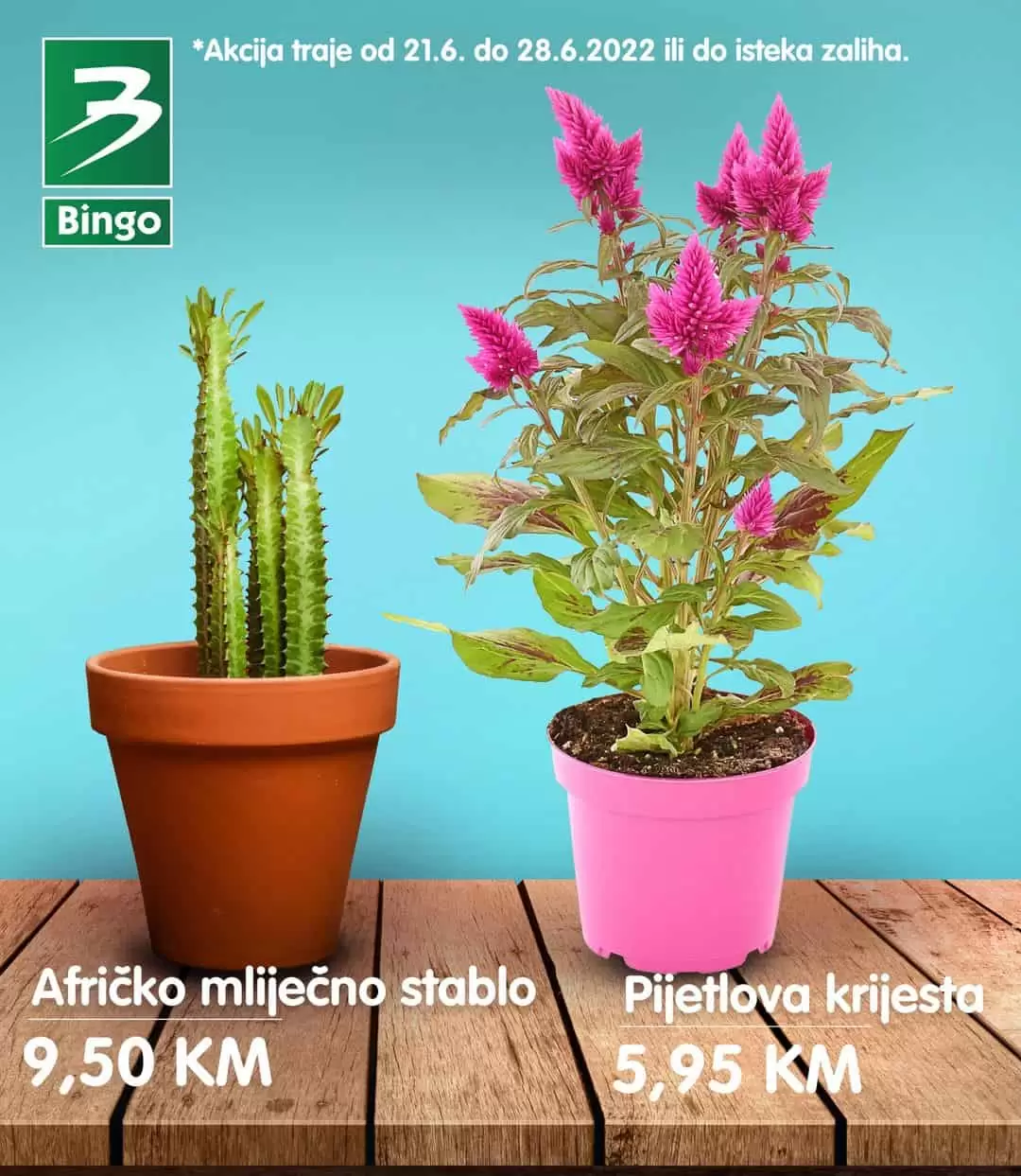 U Bingo prodavnicama ocekuje vas snizenje cvijeca!