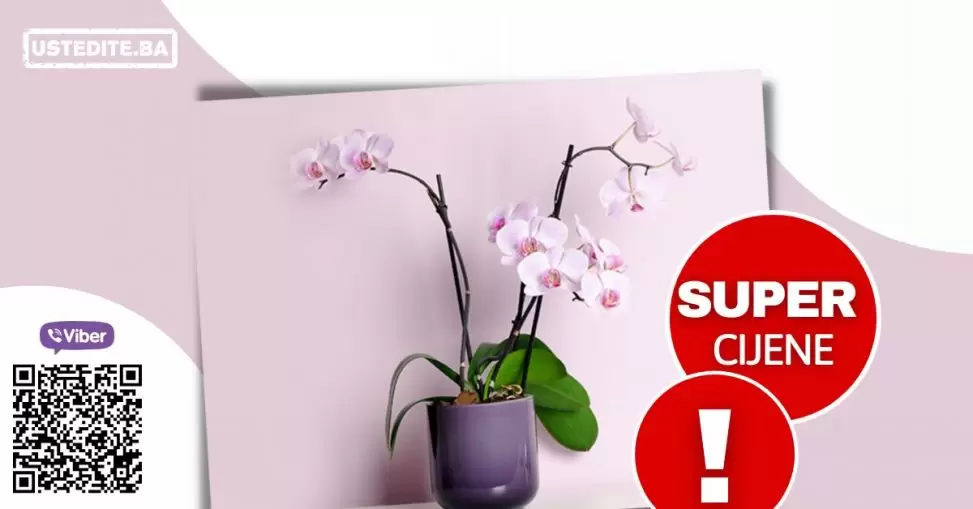 Akcijska cijena orhideje!