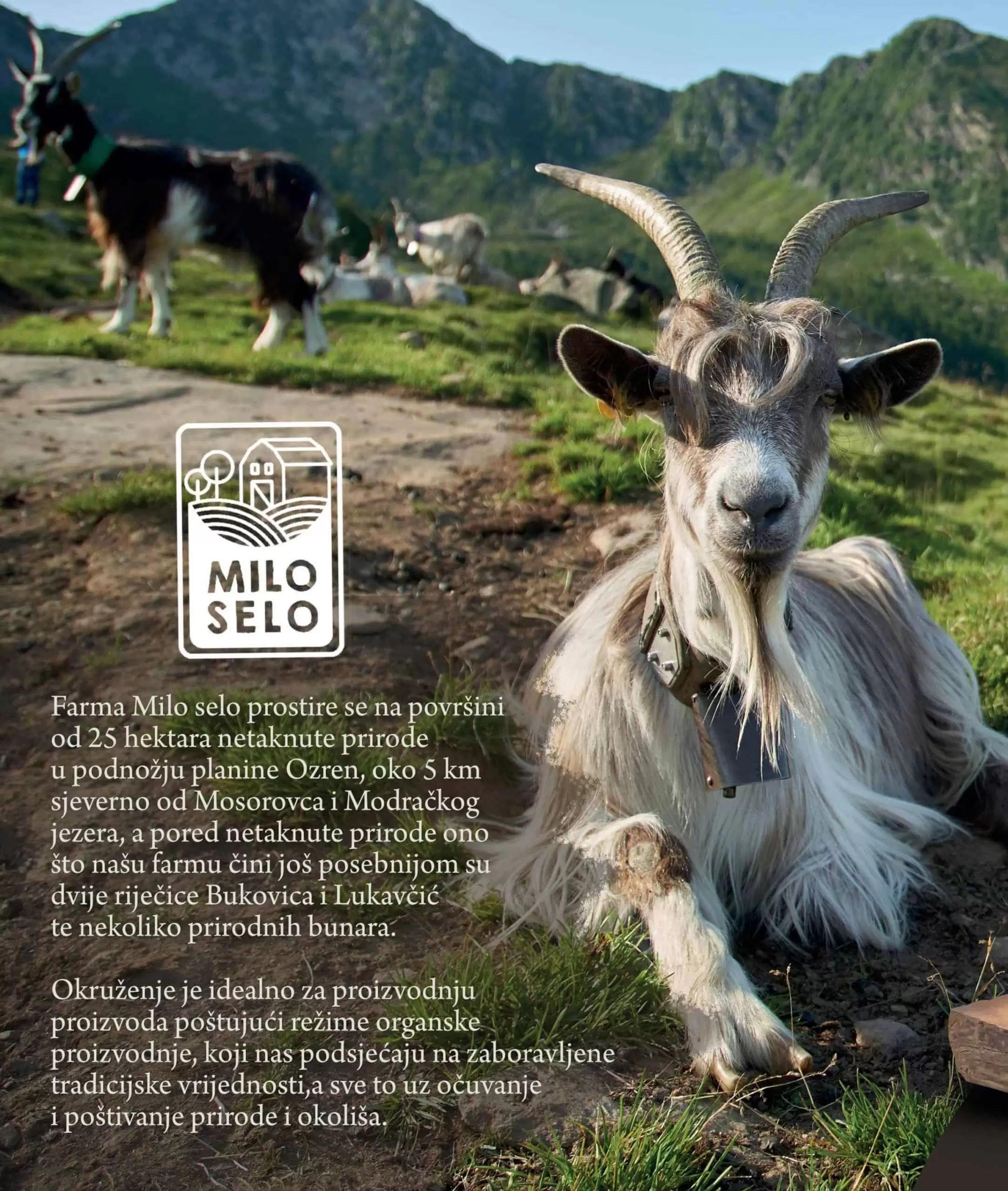 Bingo Magazin Plus juli/avgust katalog snizenja 22.7-11.8.2022