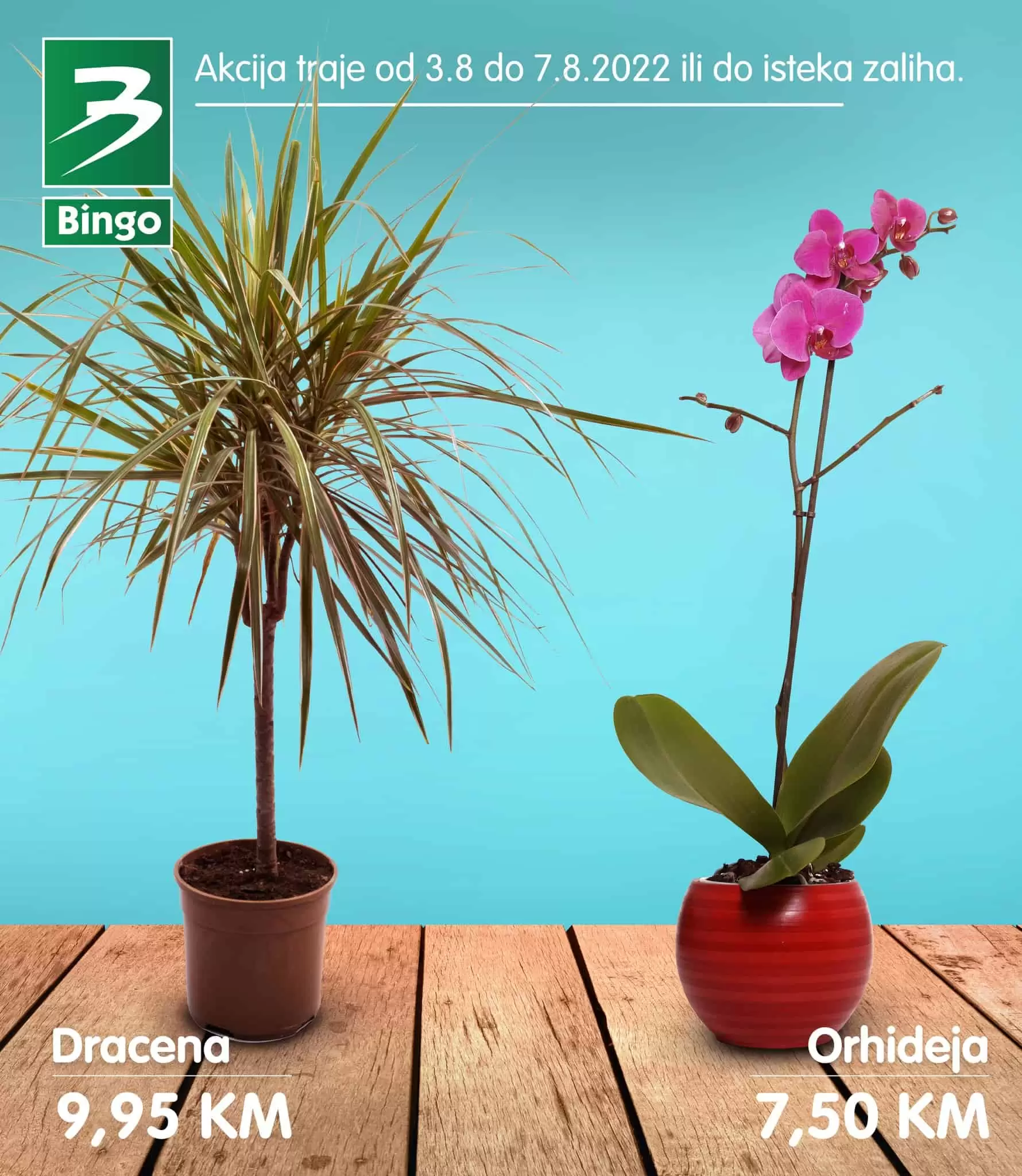 bingo super akcija cvijece! Kupite orhideju, kalu po akcijskim cijenama! Bingo katalog cvijece!