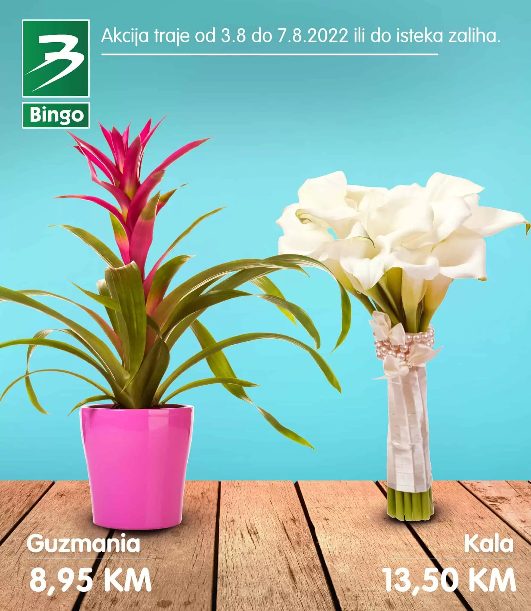 bingo super akcija cvijece! Kupite orhideju, kalu po akcijskim cijenama! Bingo katalog cvijece!