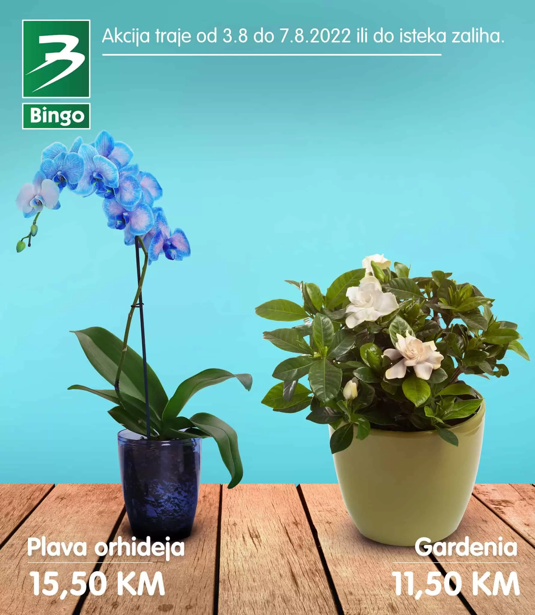 bingo super akcija cvijece! Kupite orhideju, kalu po akcijskim cijenama! Bingo katalog cvijece!