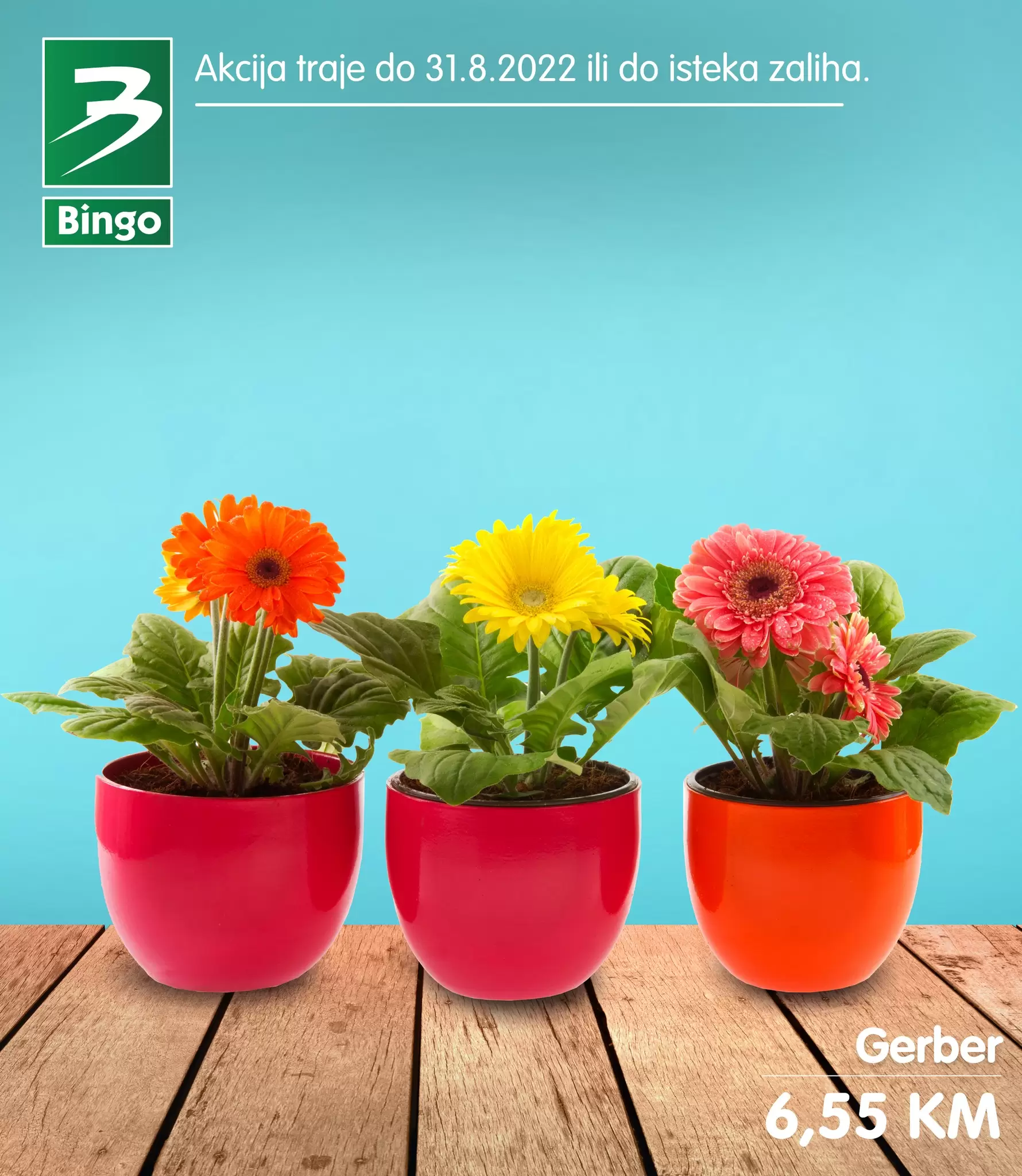 Bingo CVIJEĆE super ponuda avgust 2022! ORHIDEJA već od 7,95 KM!