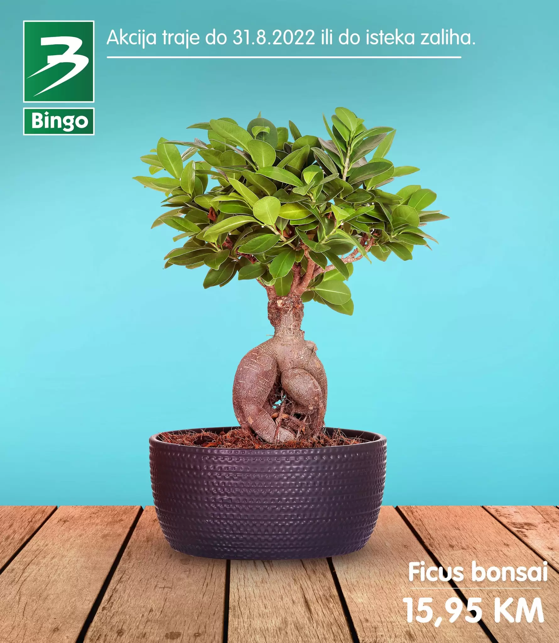 Bingo CVIJEĆE super ponuda avgust 2022! ORHIDEJA već od 7,95 KM!