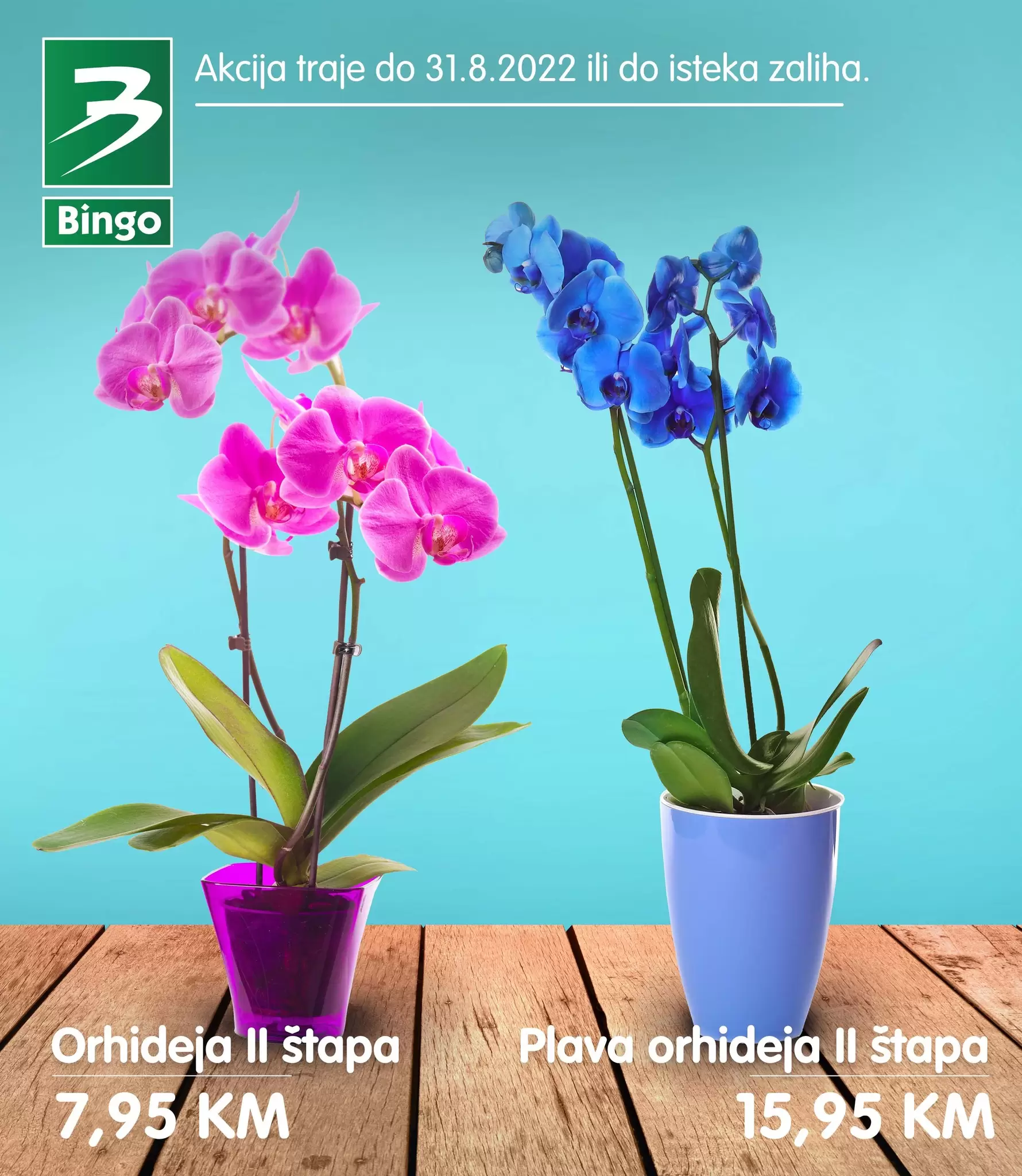 Bingo CVIJEĆE super ponuda avgust 2022! ORHIDEJA već od 7,95 KM!