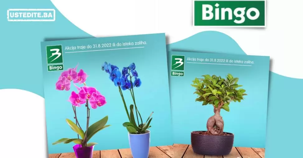 Bingo CVIJEĆE super ponuda avgust 2022! ORHIDEJA već od 7,95 KM!